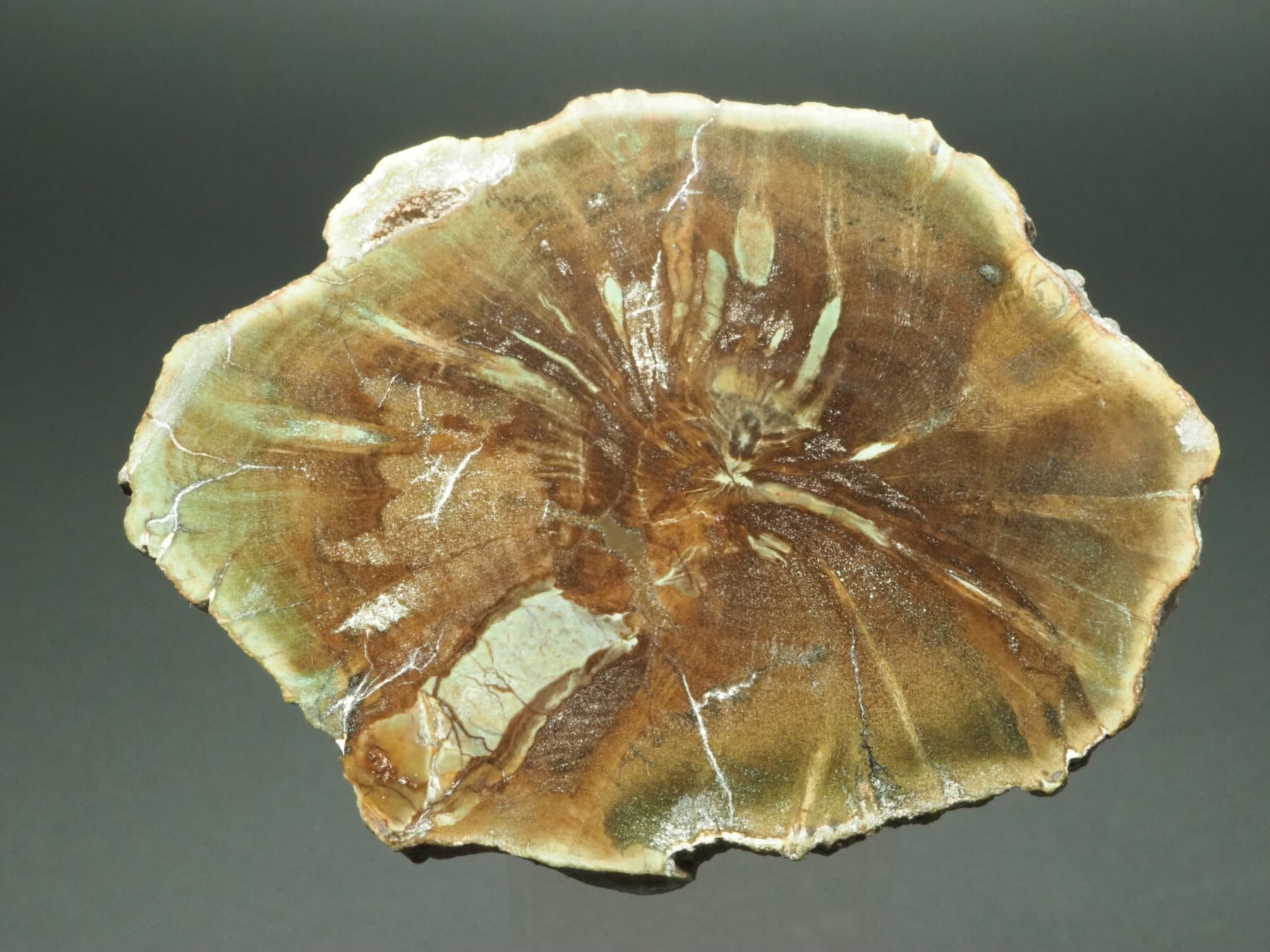 希少！青緑！珪化木【Petrified Wood】【35g】ジンバブエ共和国