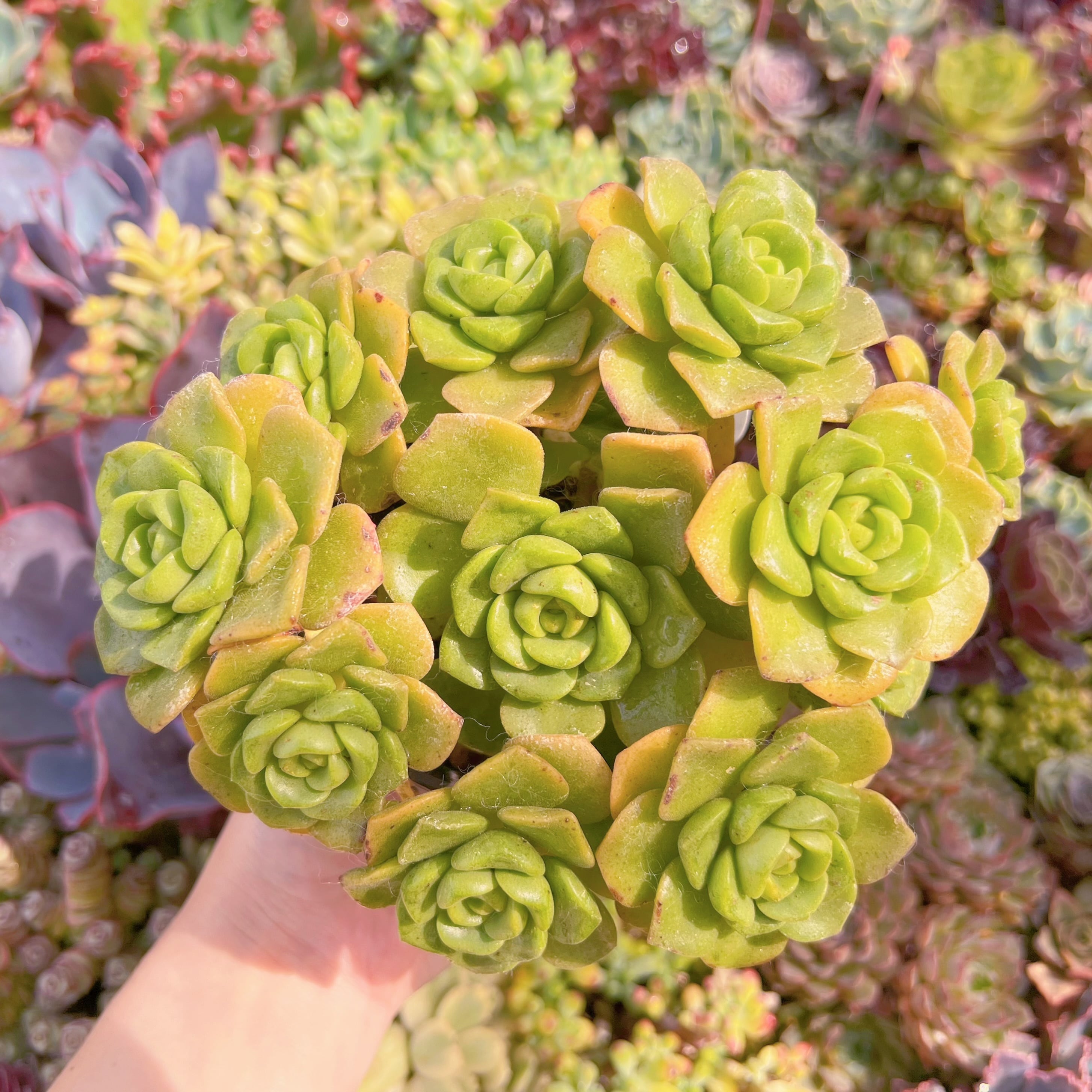 現品　リリーパット#K512　群生　新入荷　るる農園