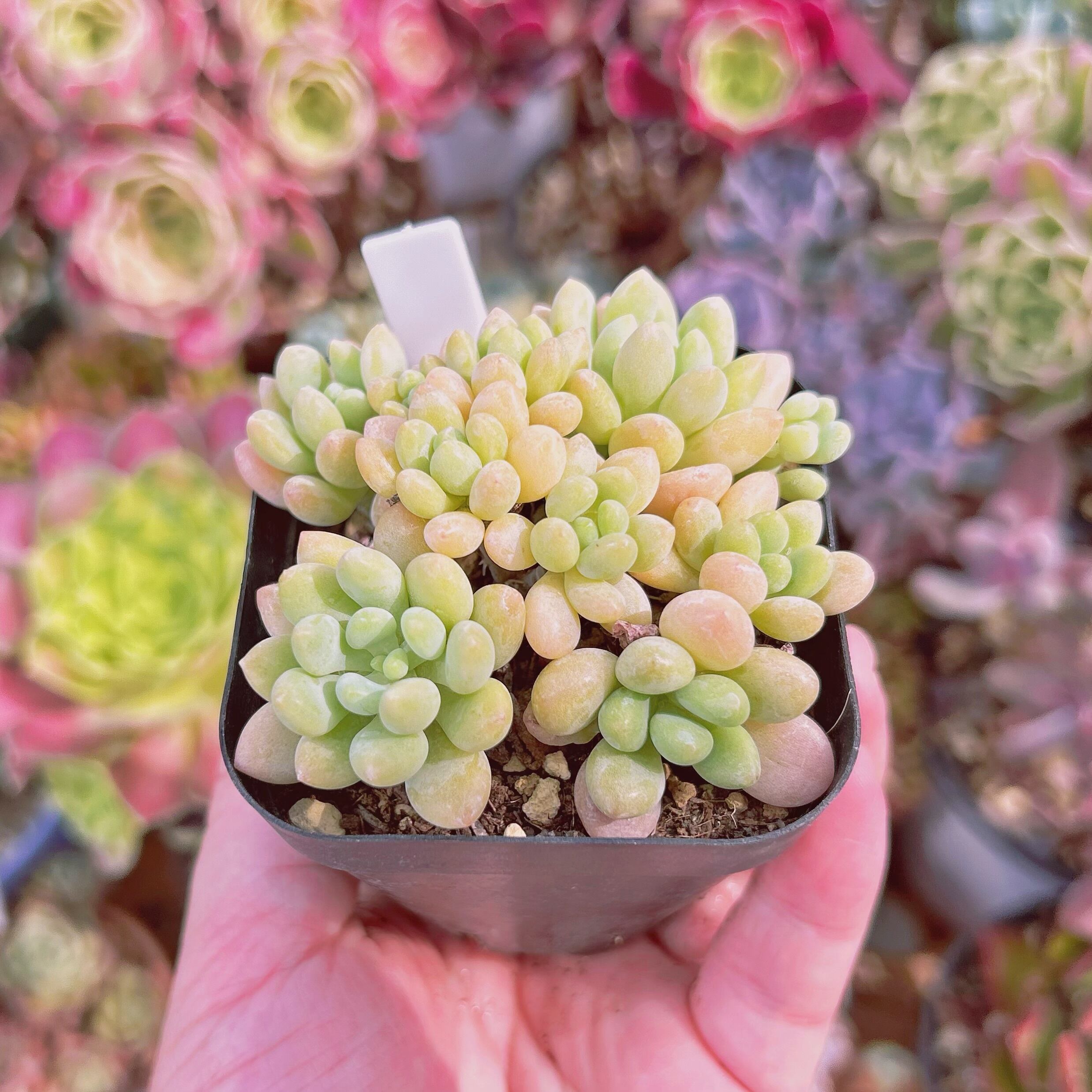 055現物 多肉植物 キャビア 抜き苗 | るる農園~多肉植物専門