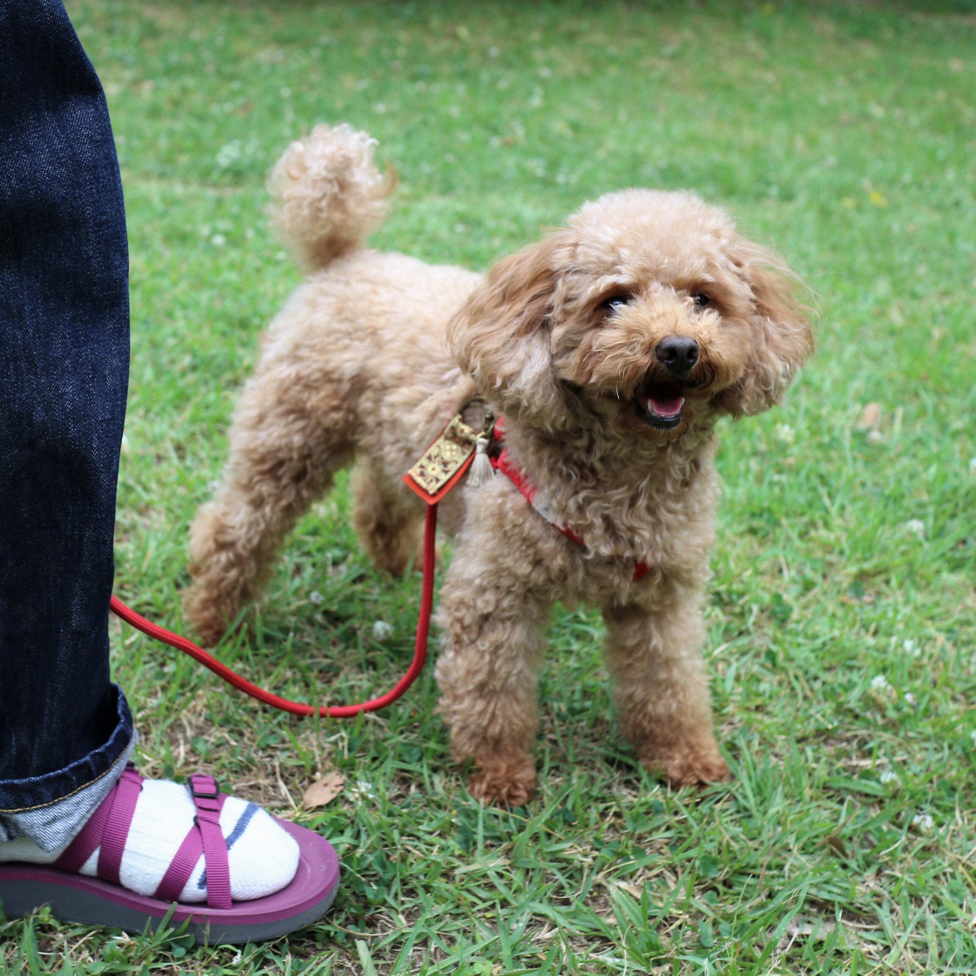 リード・ハーネス・首輪 3点セット(KA-006) | karluv.