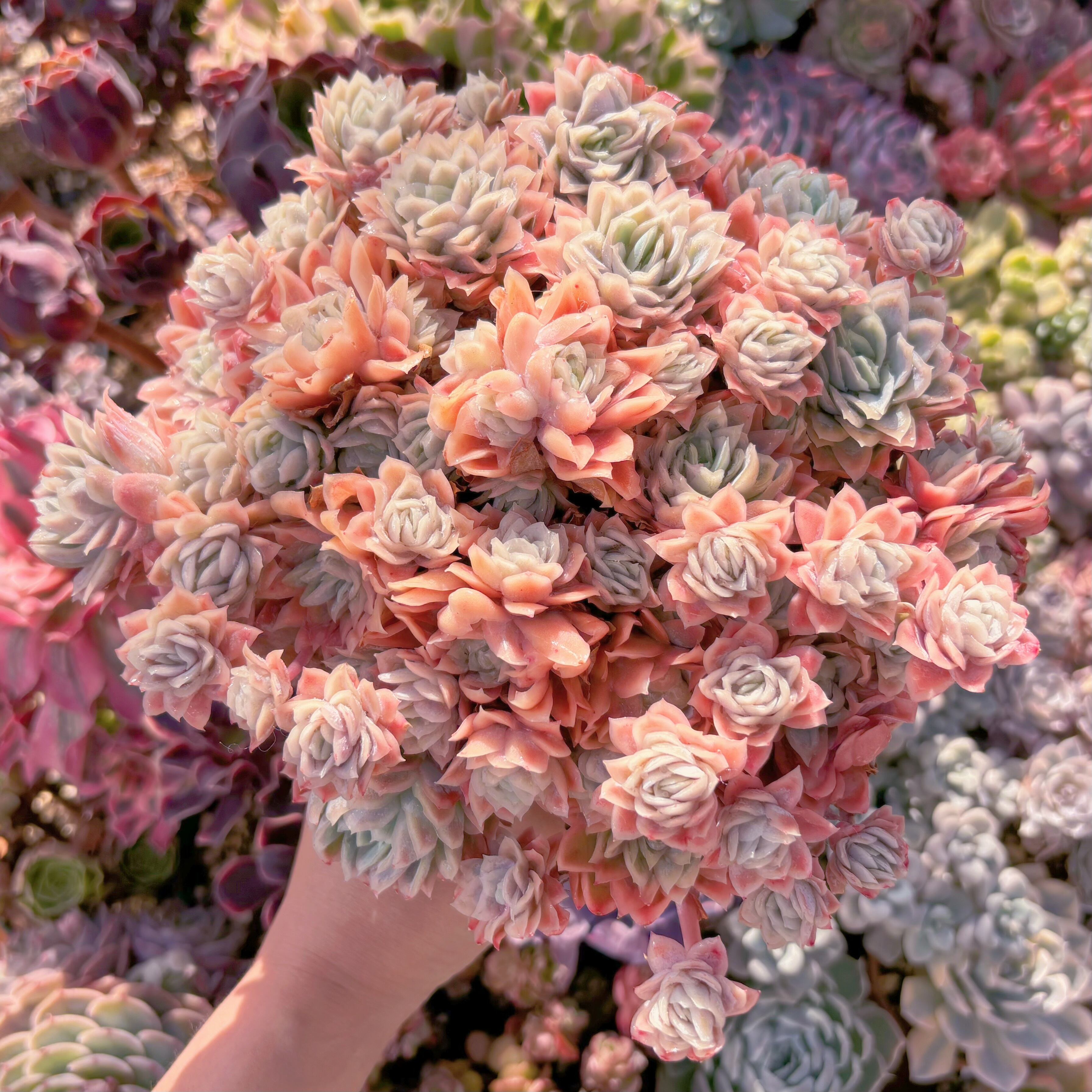 現品　クィーンローズ覆輪錦#780　特特大群生　新入荷