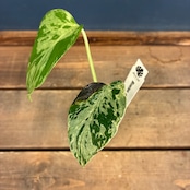 【JN】モンステラ デリシオーサ ベトシオーサ【942】