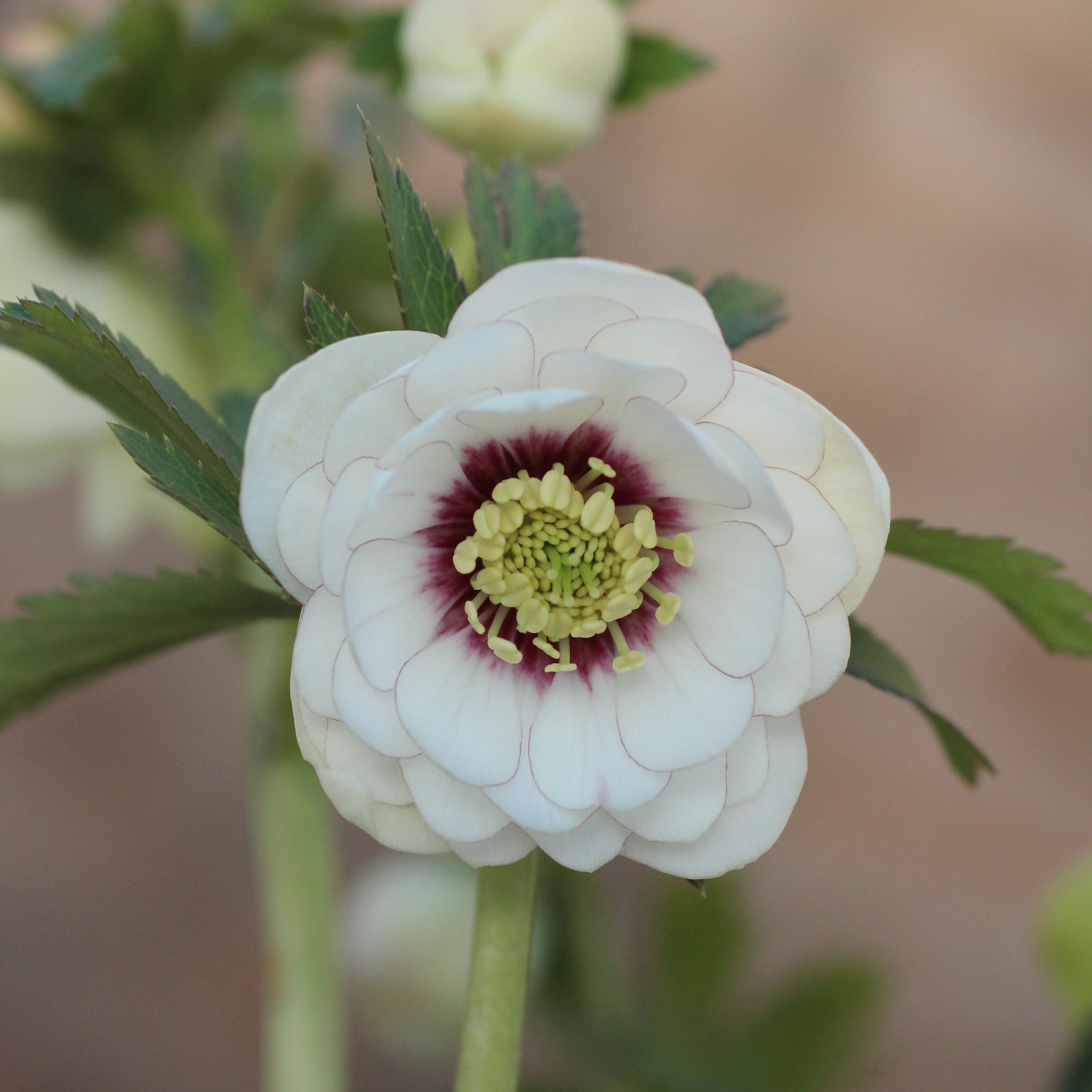 WS26-061 クリスマスローズ ウィンターシンフォニー 静ダブル