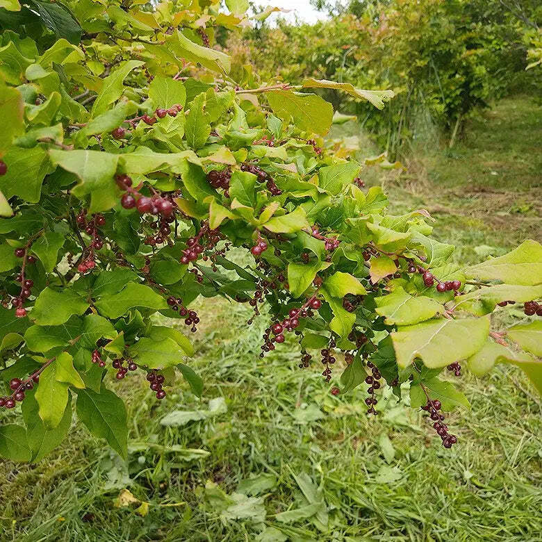 なつはぜジャム / tsubuyori | joscille