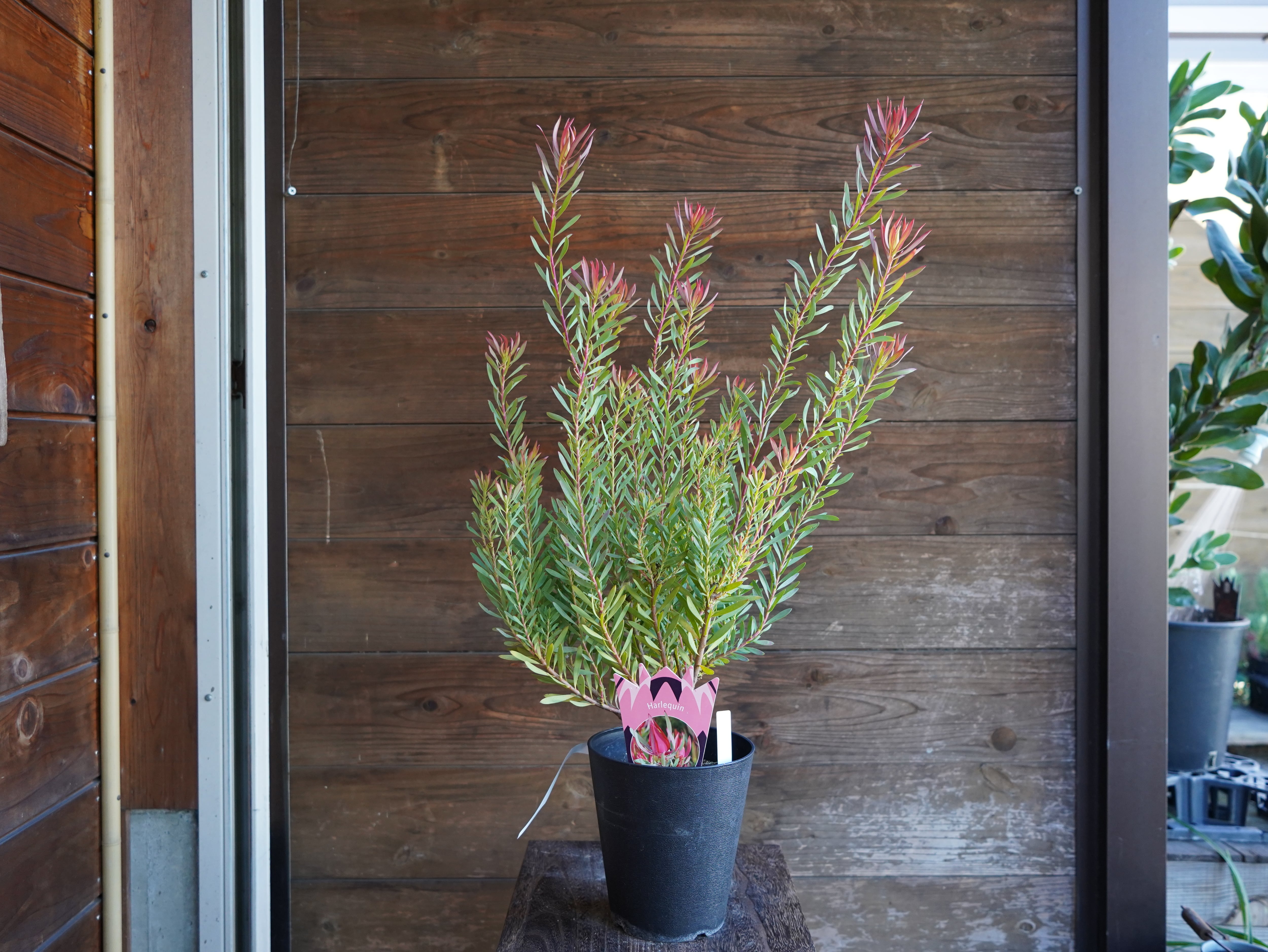 【現物】リューカデンドロン　”Harlequin”　A