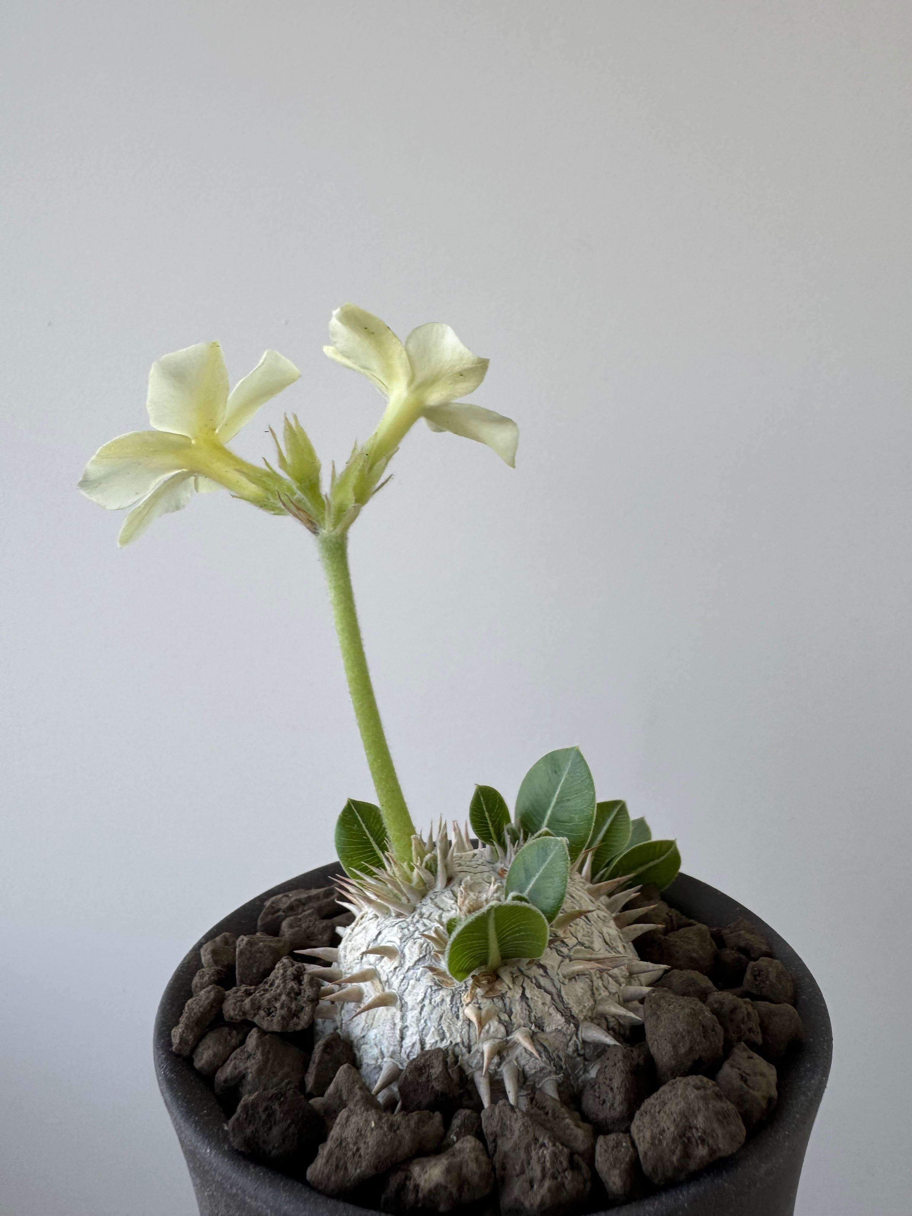 新着】Pachypodium brevicaule var.leucoxanthum × VALIEM GHOST【白花