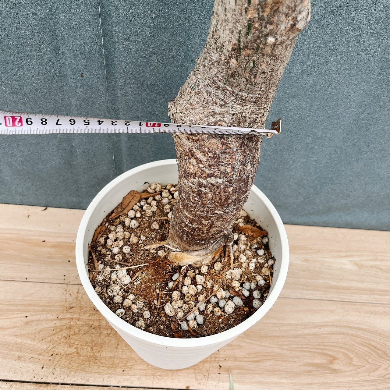 現品］☆珍しい☆ 19番 トックリキワタ 8号 南米桜 観葉植物 レア 徳利