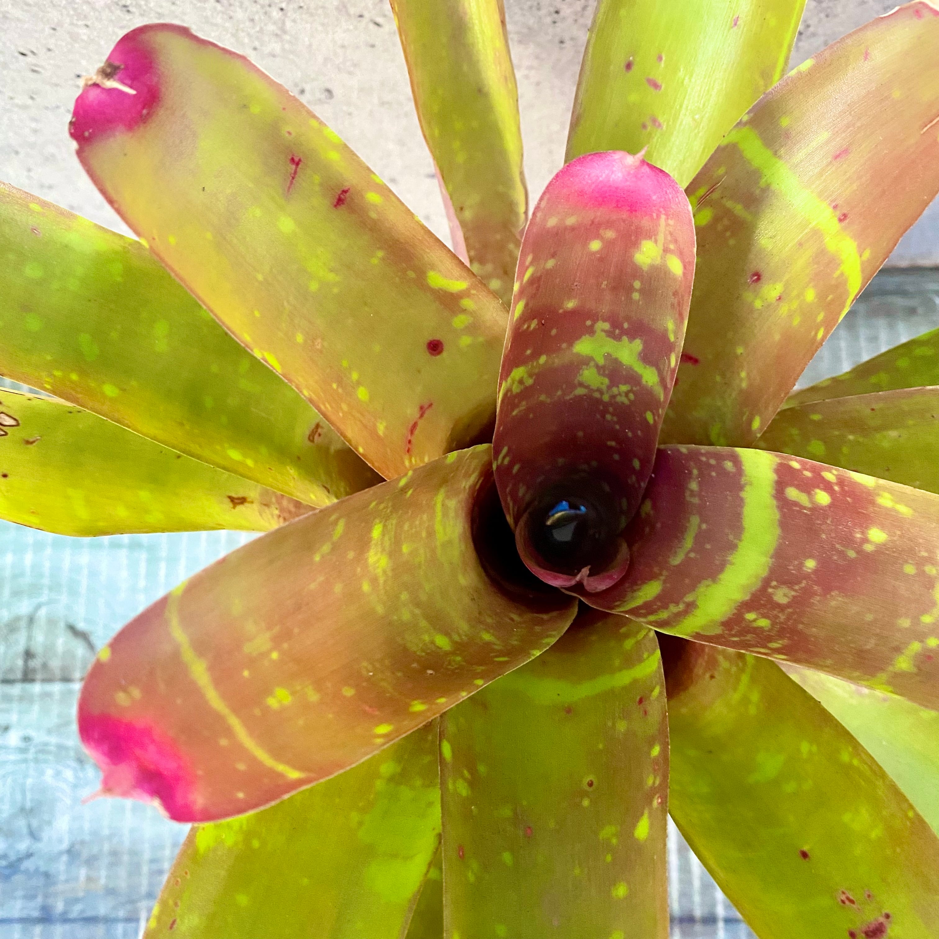 タンクブロメリア | Planet Plants プラネットプランツ