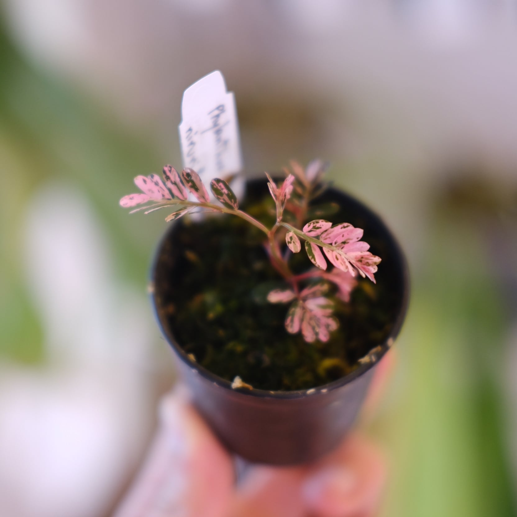 Phyllanthus urinaria 'Pink Variegated'│フィランサス・ウリナリア