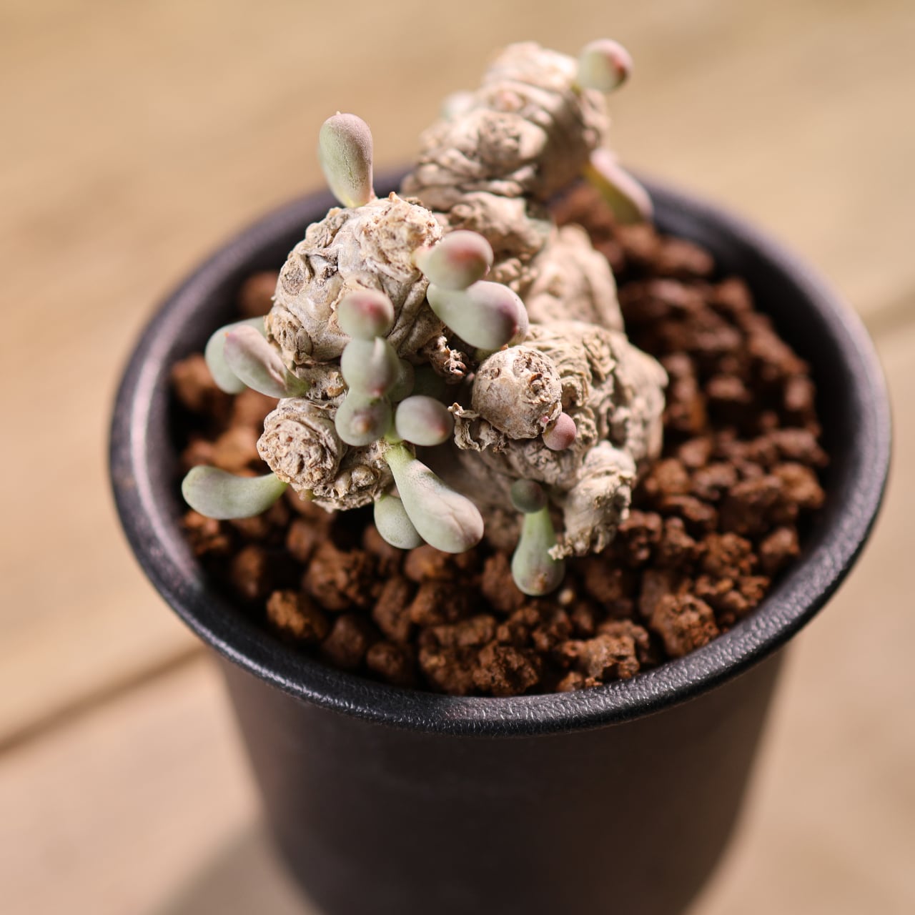 579『オトンナ クラビフォリア』 観葉植物【送料無料】 | MARX PLANTS