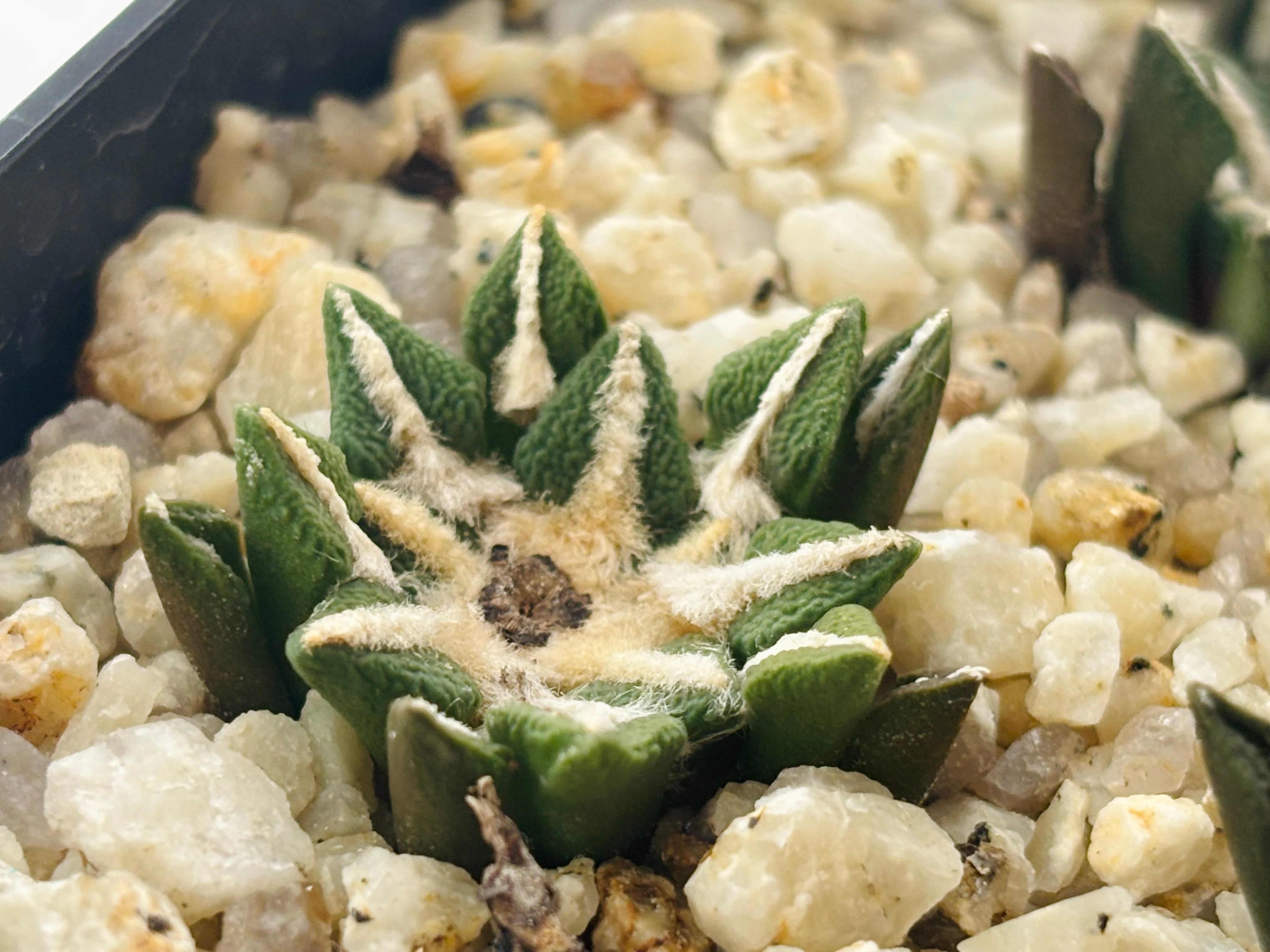 Ariocarpus kotschoubeyanus アリオカルプス 大疣黒牡丹 サボテン