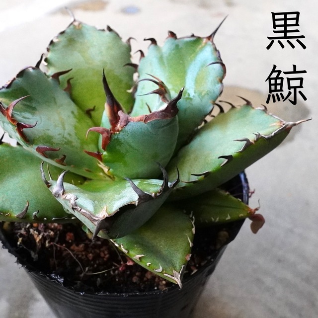 【黒鯨】アガベチタノタ　Agave Titanota Black Whale