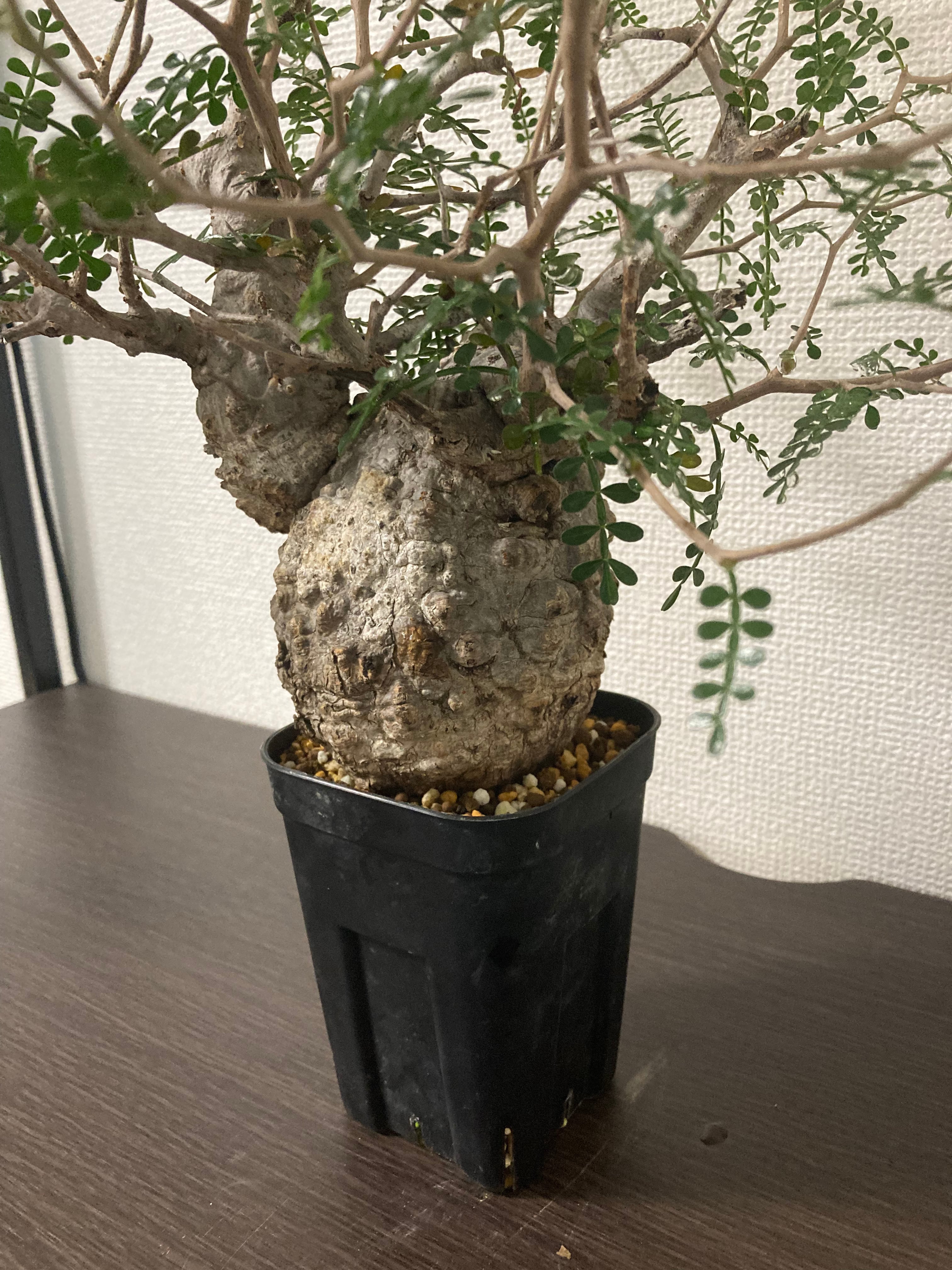 オペルクリカリア・パキプス2025-01 オペルクリカリア・パキプス2025-01 オペルクリカリア・パキプス