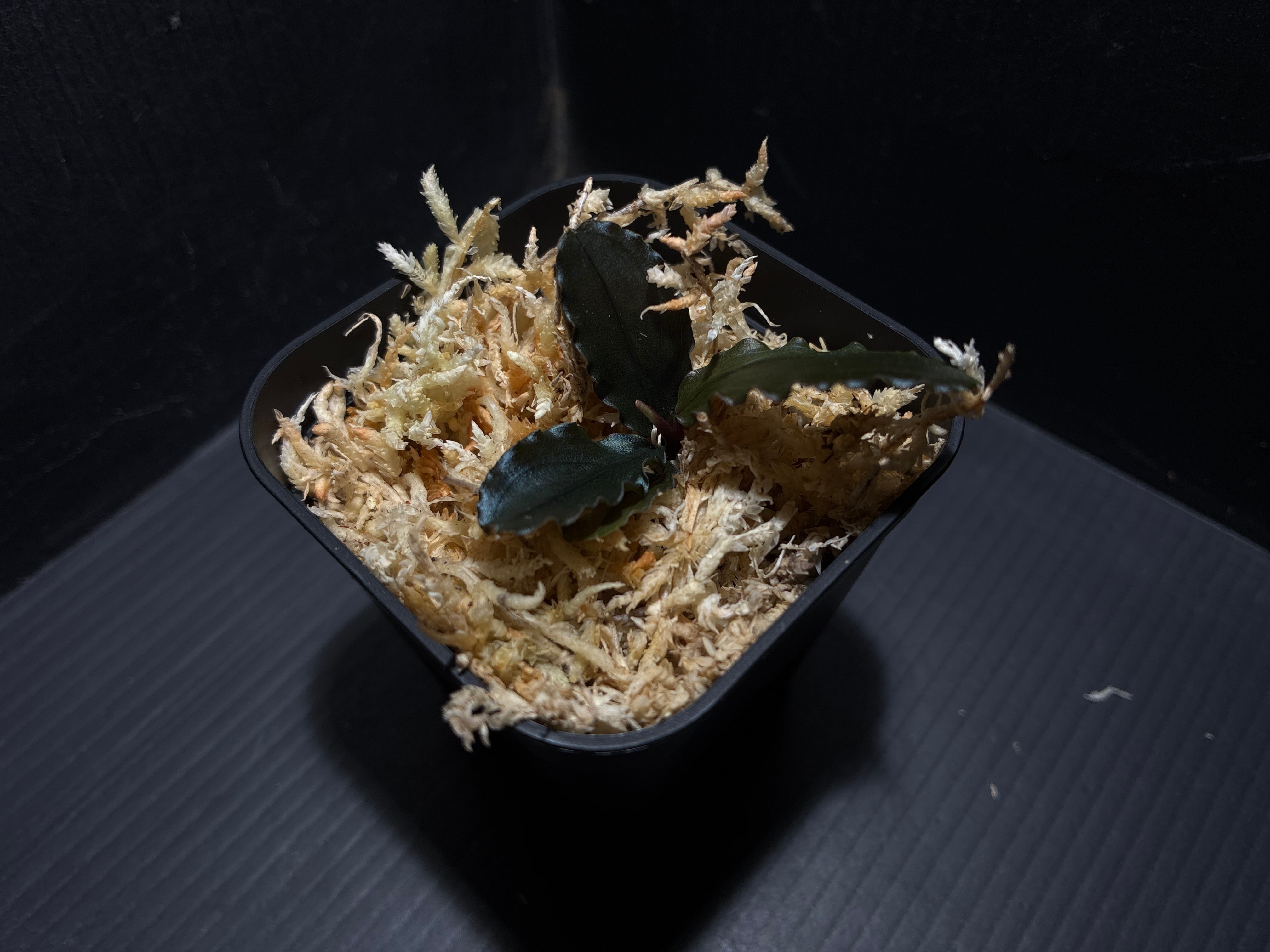 Bucephalandra sp. Murung raya 【LA0515-03】① | AquaFocus