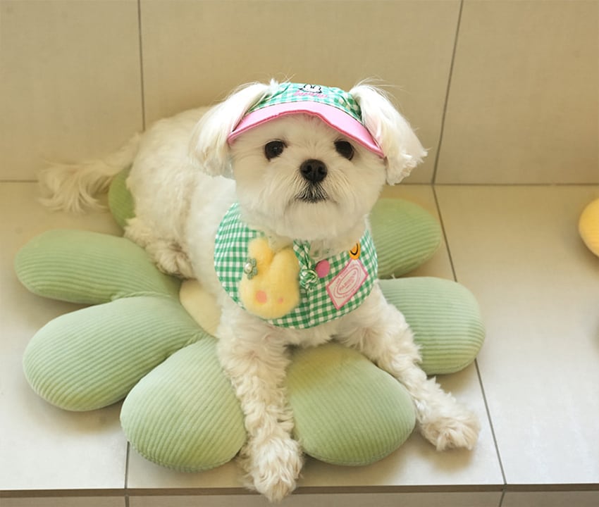 buddy cape cap set 2color / 犬用 帽子 ケープ バンダナ スカーフ アクセサリー ドッグウェア ペット用 cap 被り物 お揃い お出かけ お揃い 撮影会