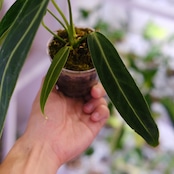 アンスリウム ワロクアーナム / Anthurium Warocqueanum㉖ / 観葉植物<育て方・花言葉>
