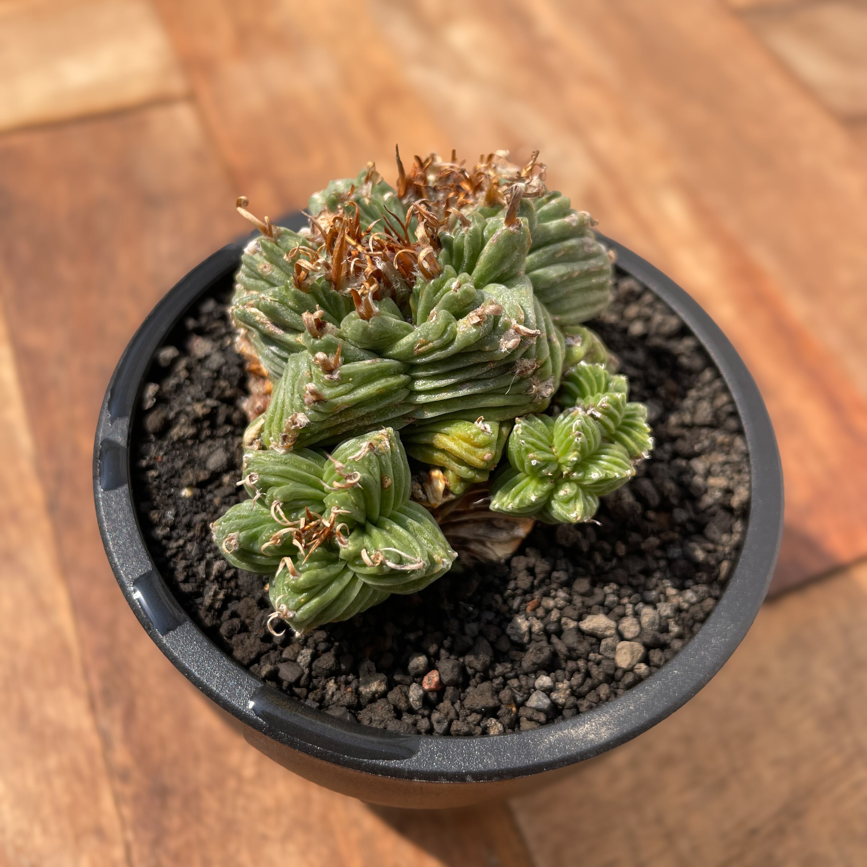 紅籠（Aztekium valdezii）アズテキウム 紅籠 現地球 発根済み