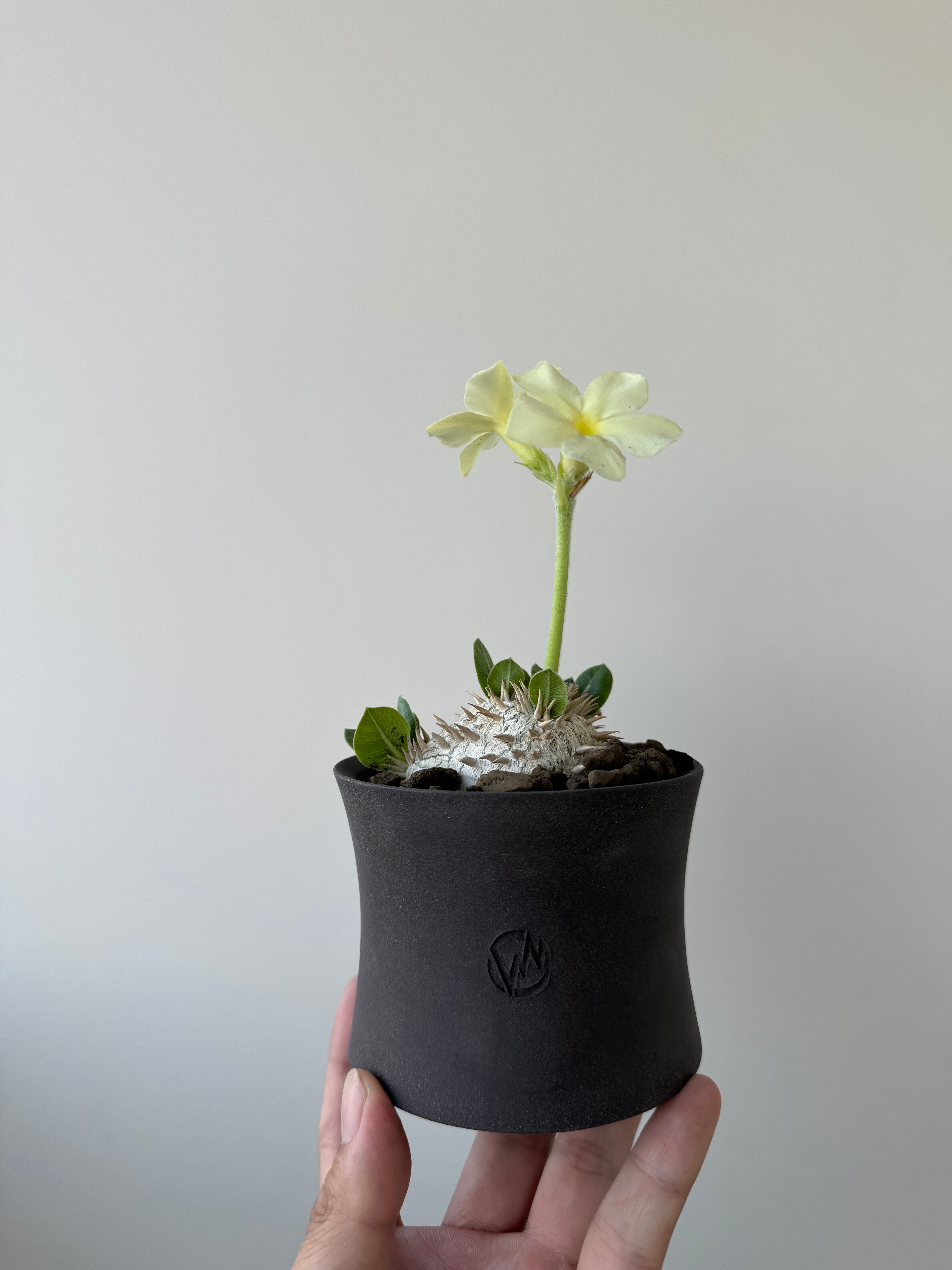 パキポディウムブレビカウレ✴︎valiem鉢セット 新着】Pachypodium brevicaule var.leucoxanthum × VALIEM GHOST【白花