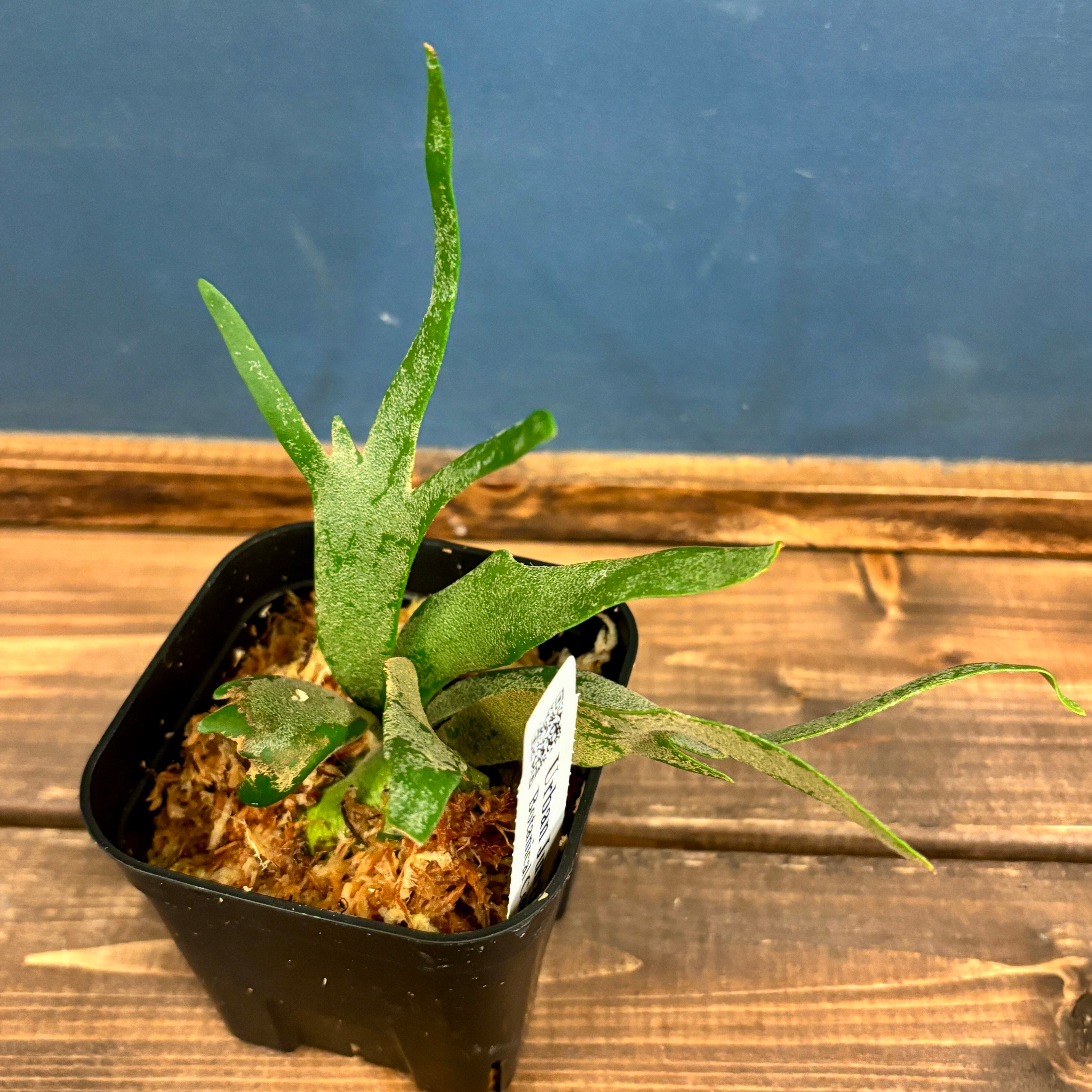 ビカクシダ ジェイドガール P. willinckii 'Jade Girl' spore ビカクシダ ジェイドガール P. willinckii 'Jade Girl' spore