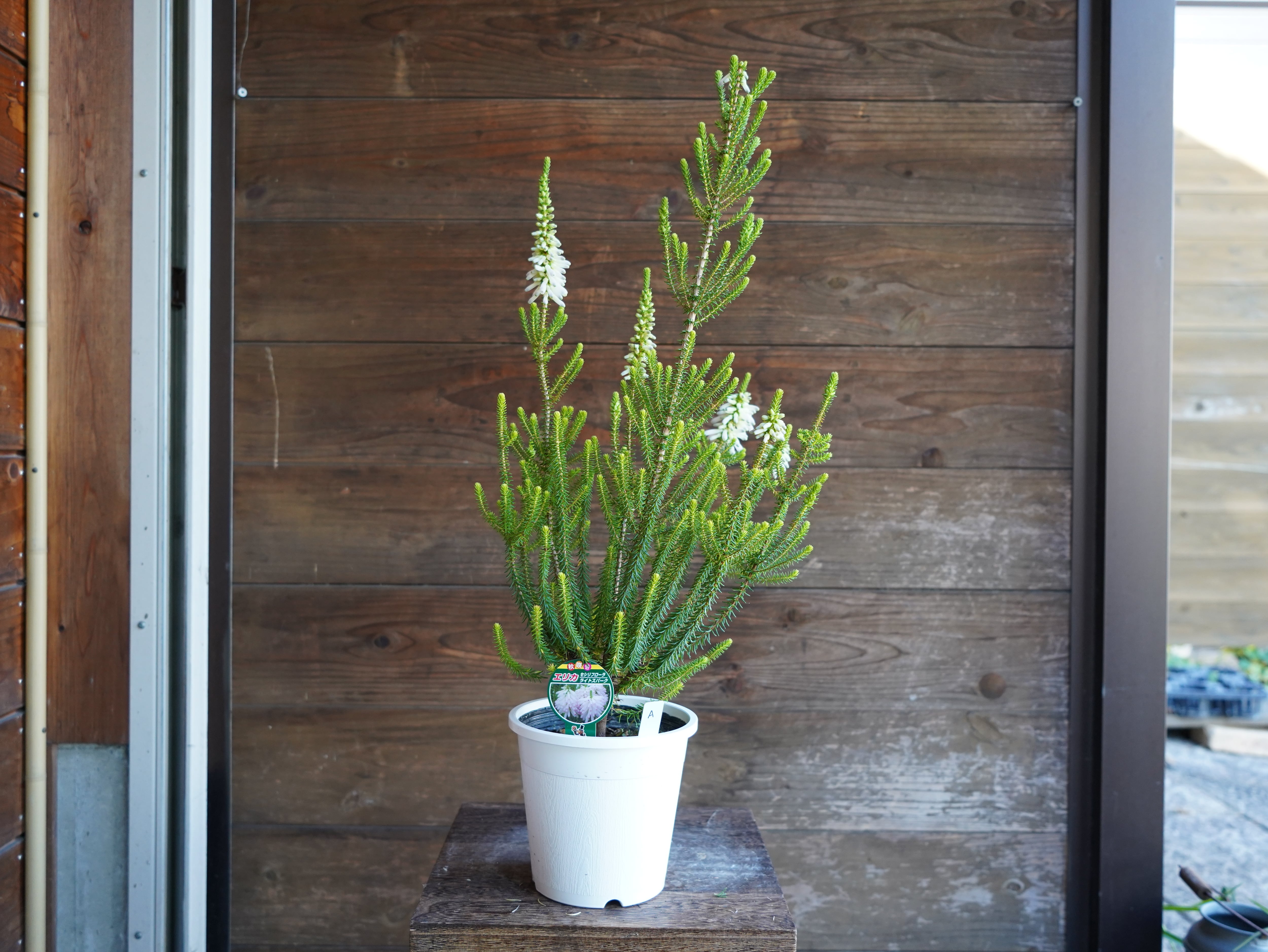 【現物】エリカ　Ｓ．’ライトスパーク’　A