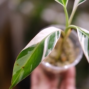 Banana Musa Ae Ae⑧ / ムサ アエアエ (斑入バナナ)│観葉植物