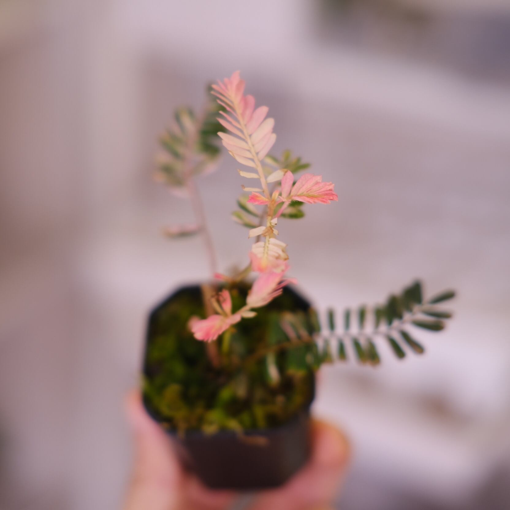 Phyllanthus urinaria 'Pink Variegated'④ / フィランサス