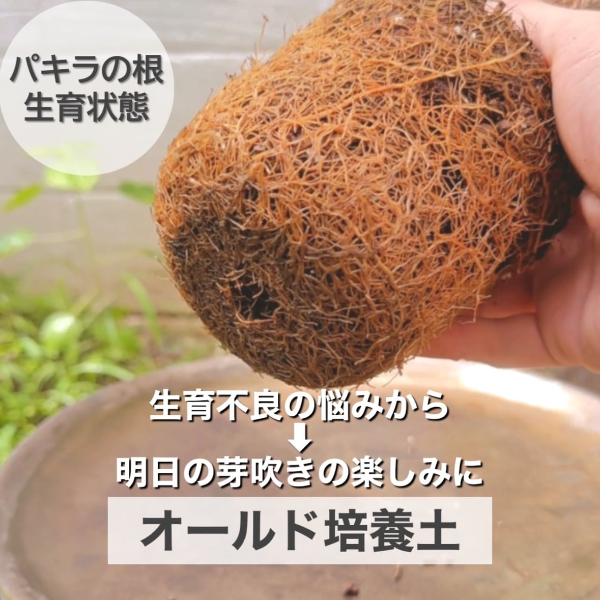 30L 〚植物と一緒に育てる土 