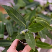 Anthurium Warocqueanum / アンスリウム ワロクアーナム【お得なまとめ売り】