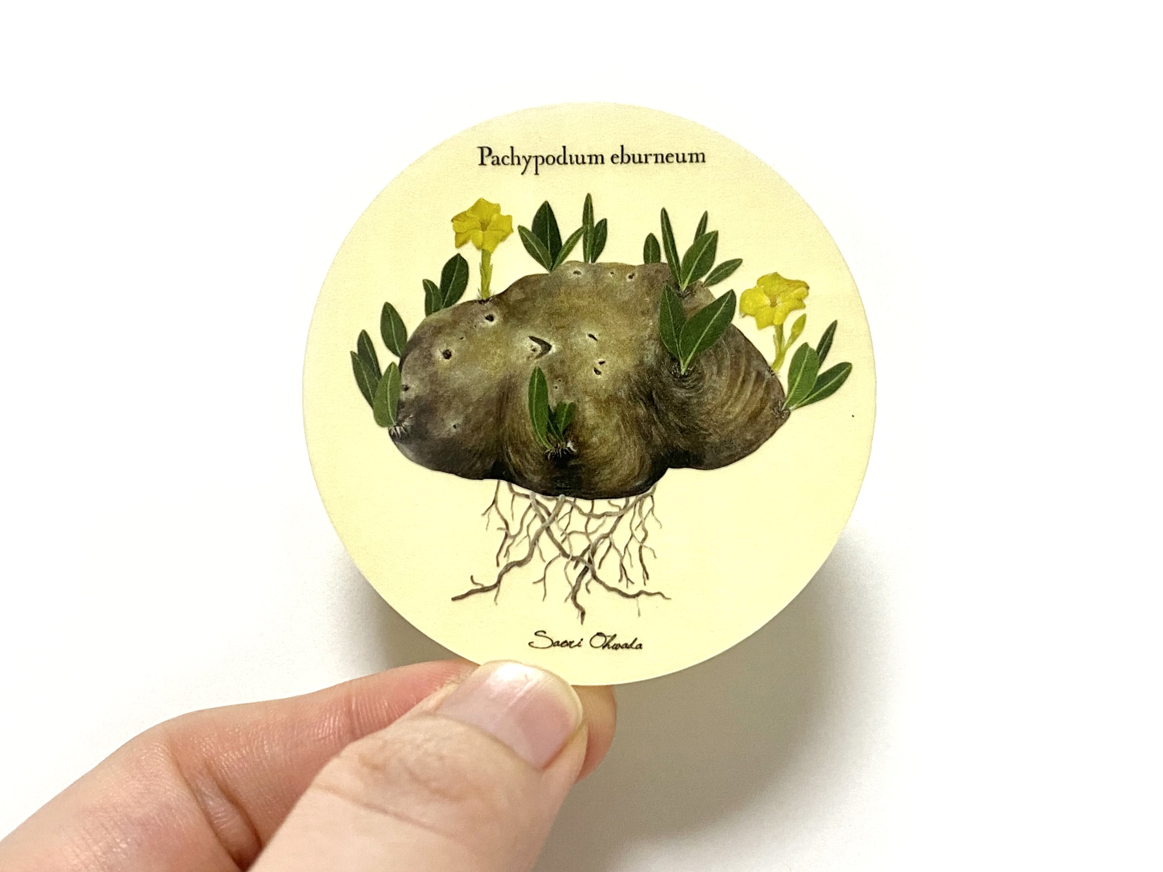 Pachypodium eburneum 透明ステッカー