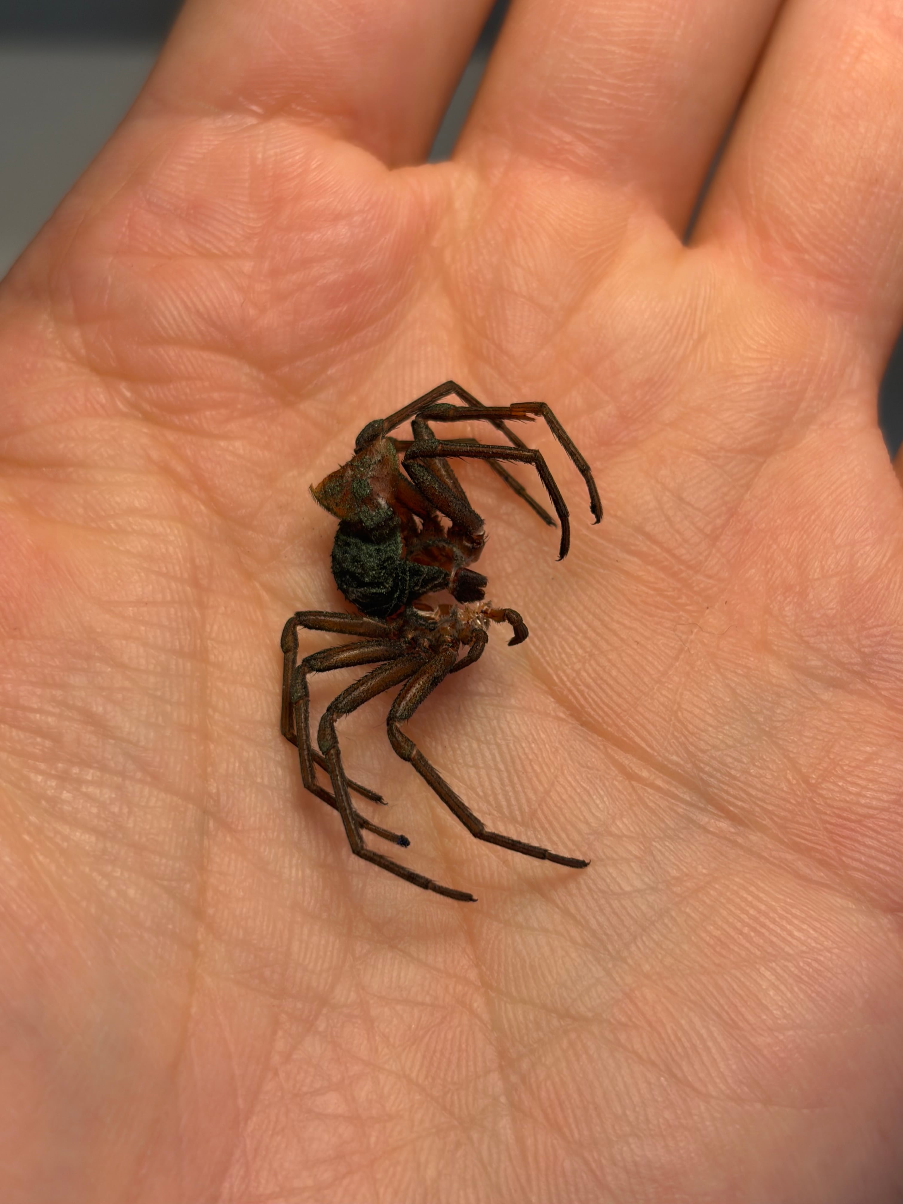 珍標本】シカリウススパイダー LS4cm程蜘蛛クモタランチュラムカデ