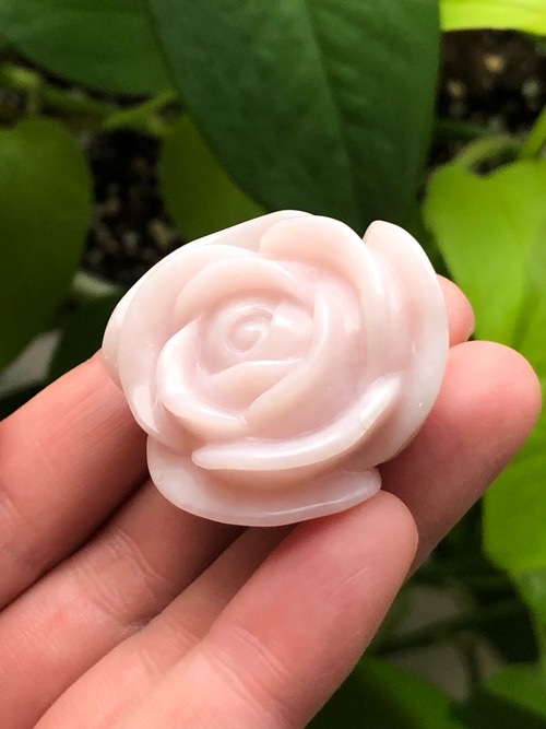 ハートを開く白いバラ