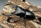 【WD】《インターメディアツヤクワガタ 85mm ペア》