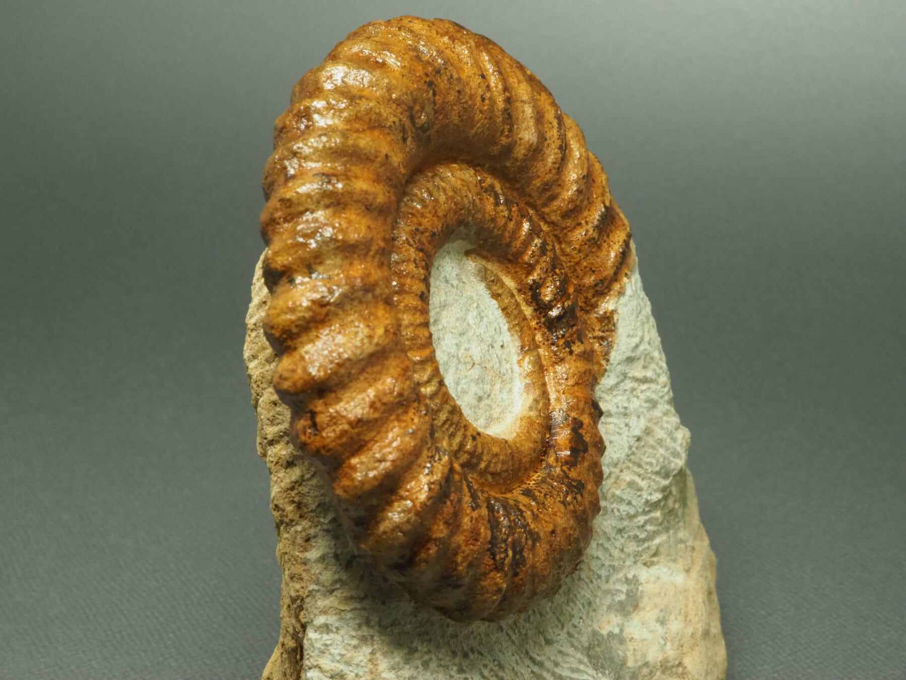 国産化石』☆宮城県産☆日本産☆アンモナイト☆鉱物・化石・岩石・標本