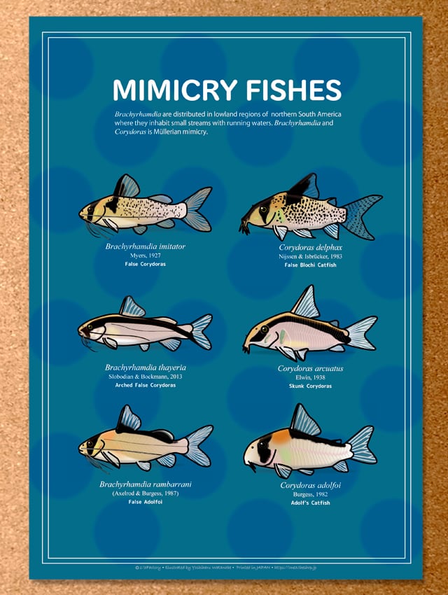 ブラキラムディア・ポスター | おさかなイラスト 1/3Factory