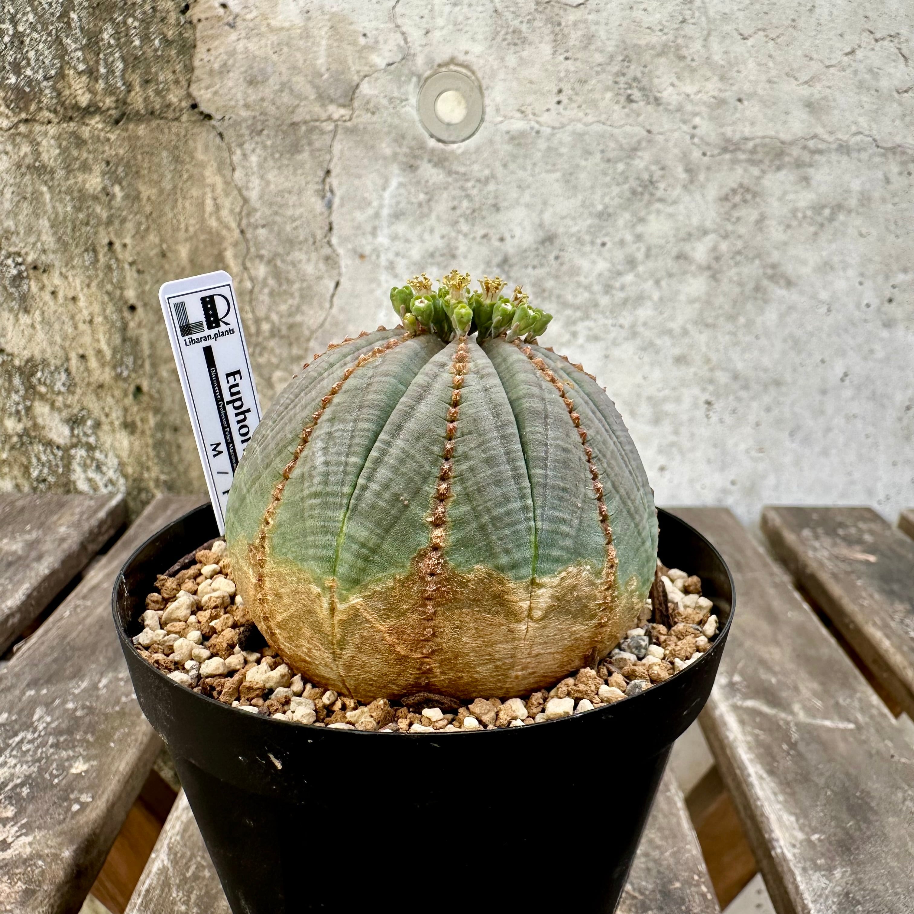 木質化】オス株 Euphorbia obesa ユーフォルビア オベサ