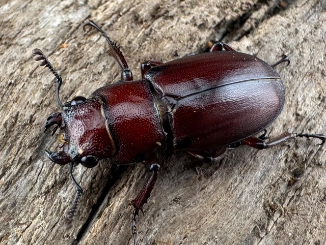 【WD】希少《カツラホソアカクワガタ 雲南省産 17mm ♀単》