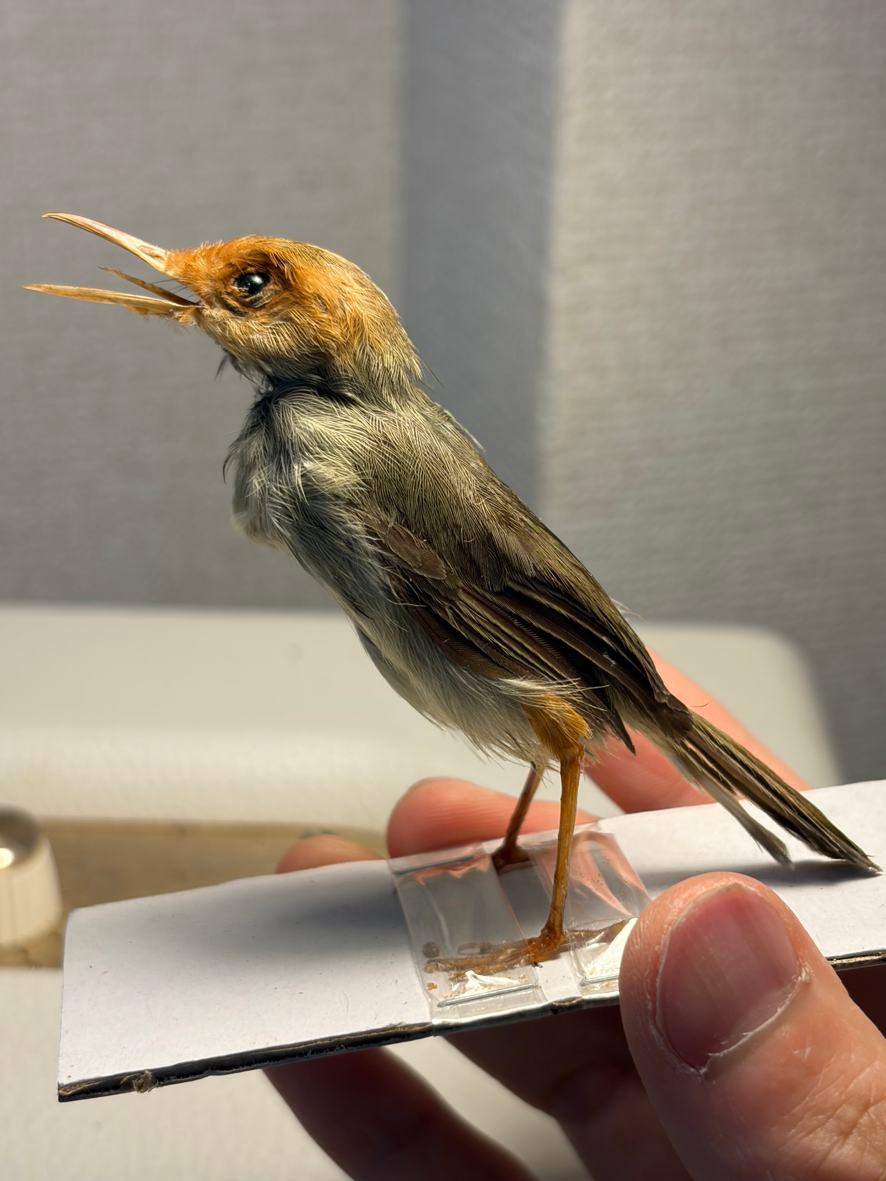 【鳥剥製】ヒメコノハドリ Common Iora 鳥 木彫り 野鳥 置物 鳥剥製】ヒメコノハドリ Common Iora 鳥 木彫り 野鳥 置物 インテリア