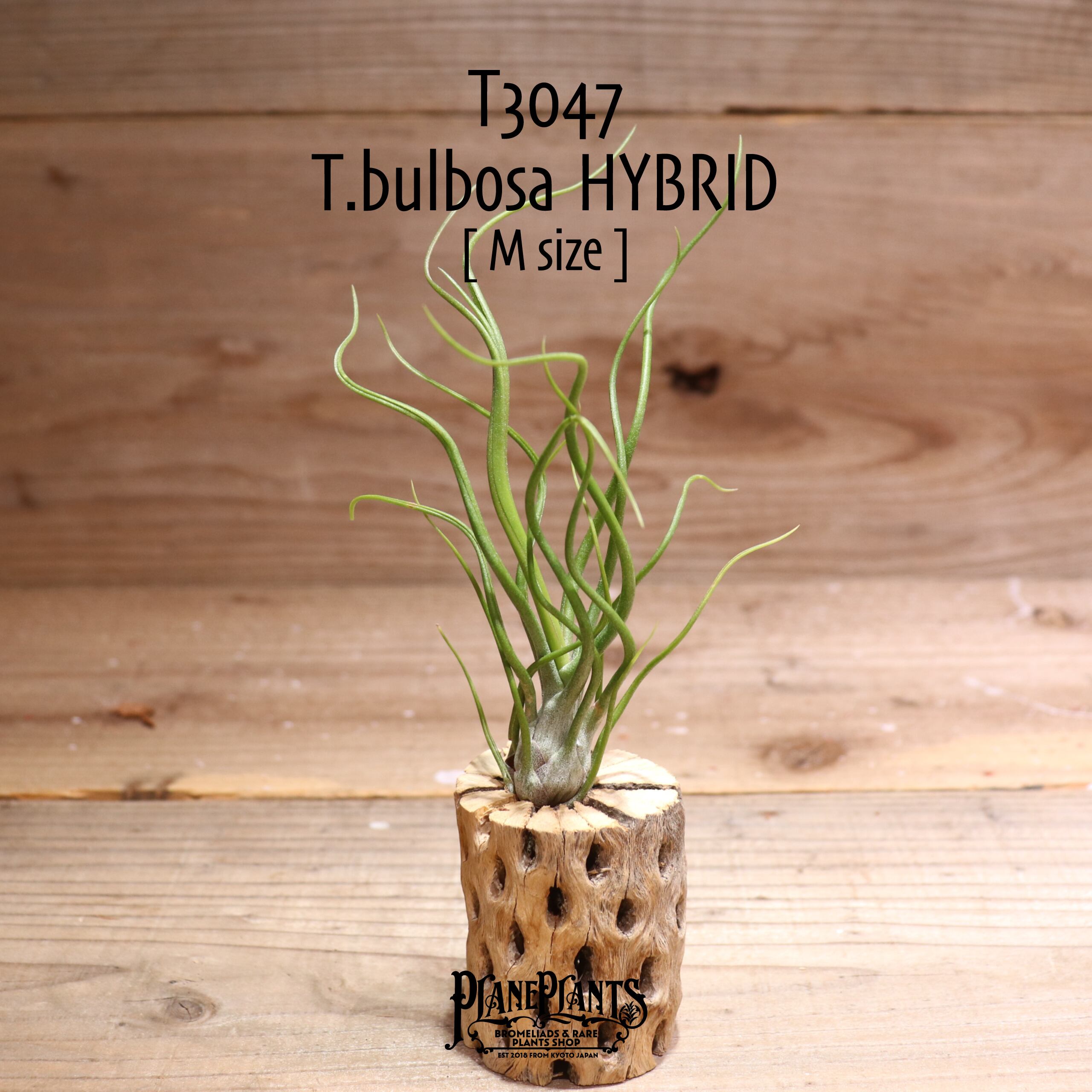 【送料無料】bulbosa HYBRID M〔エアプランツ〕現品発送T3047