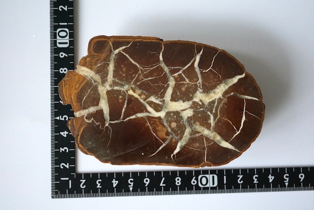 ベルギー産セプタリアン Septarian 1159