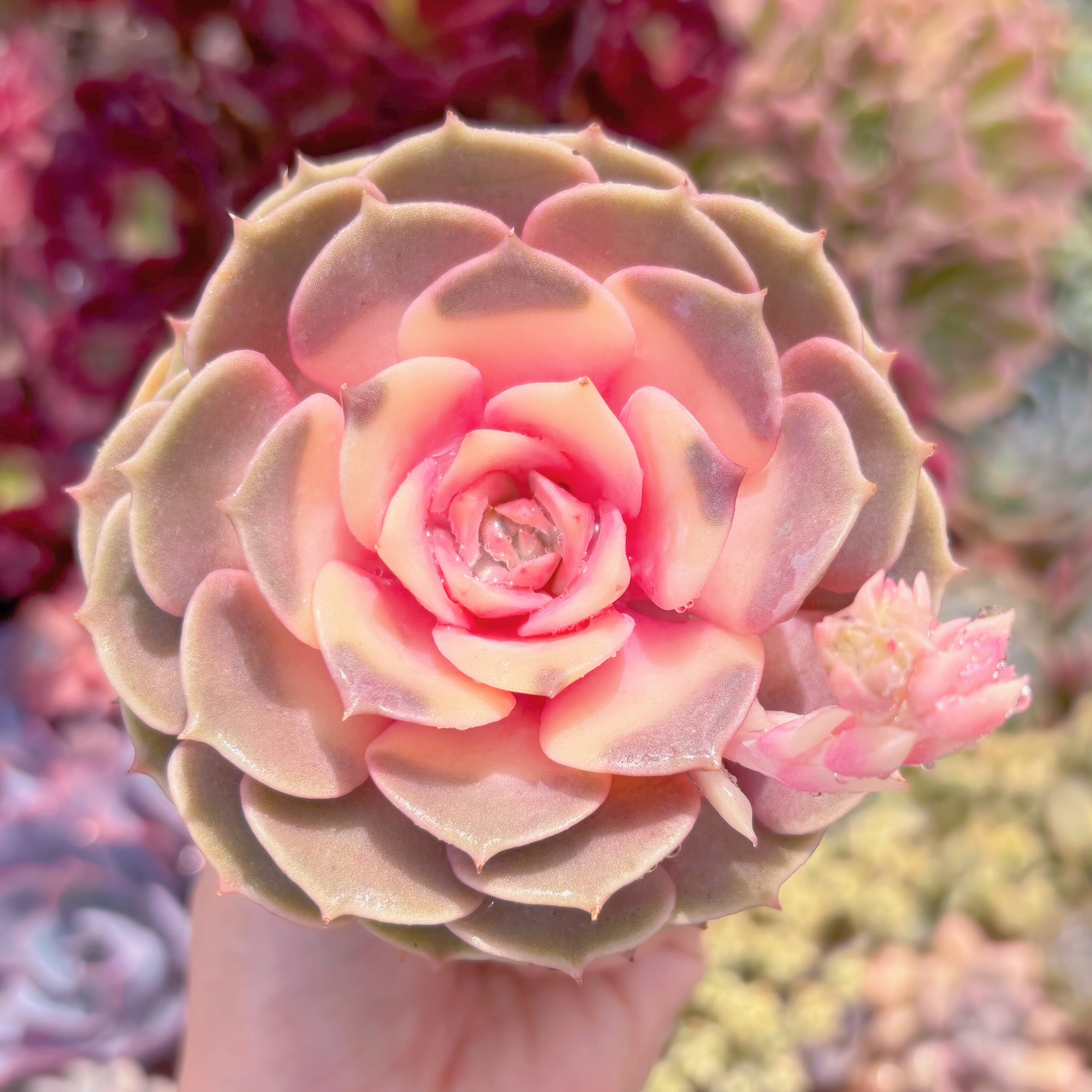 多肉植物　ピンクローラ錦　新入荷　るる農園