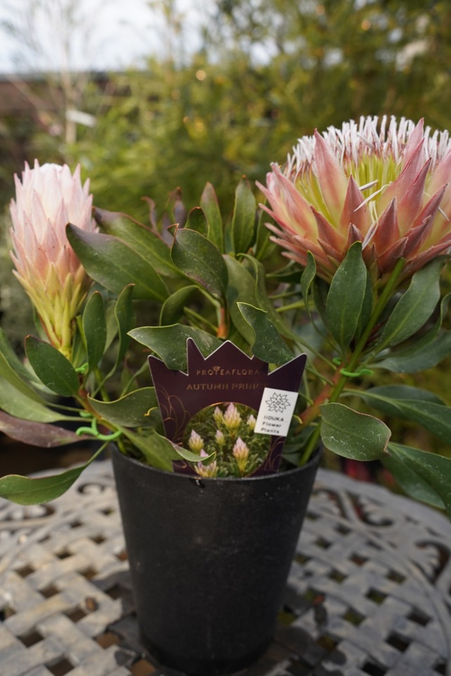 プロテア　オータムプリンス②