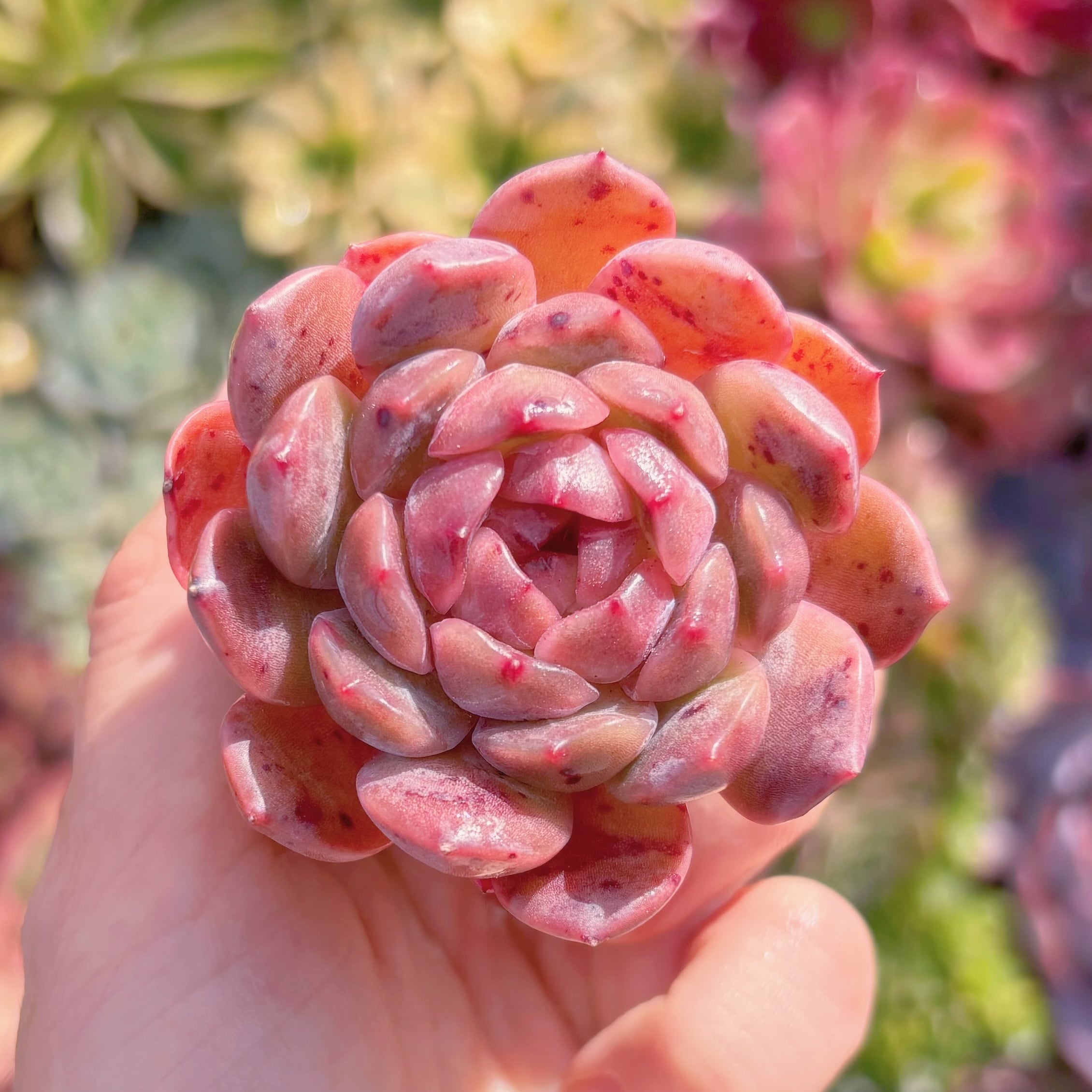 多肉植物　エーデルワイス　新入荷　るる農園