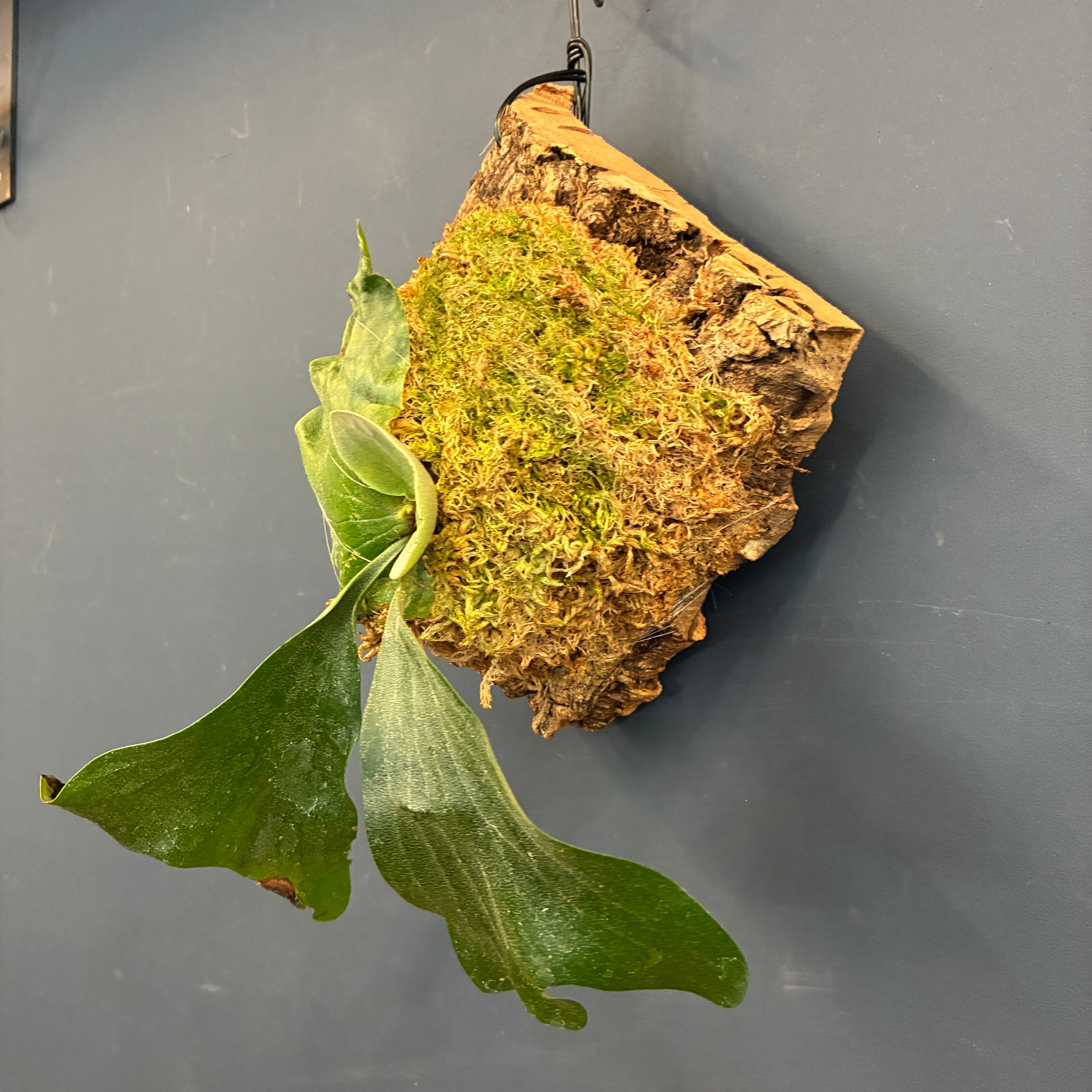 ビカクシダフェア対象】ビカクシダ Platycerium ellisii 板付（コルク