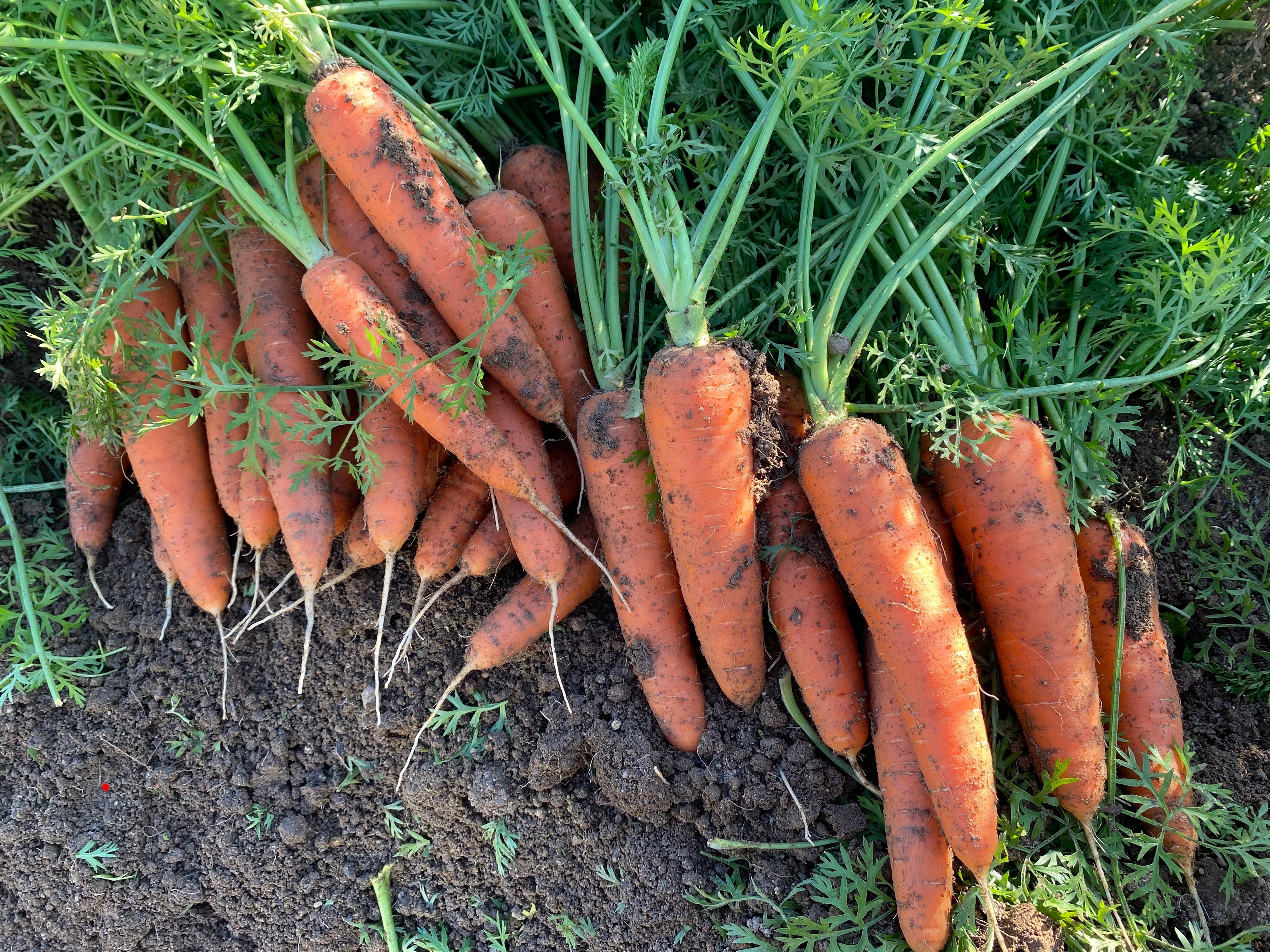 262ca9603659ef5327886e42e32500