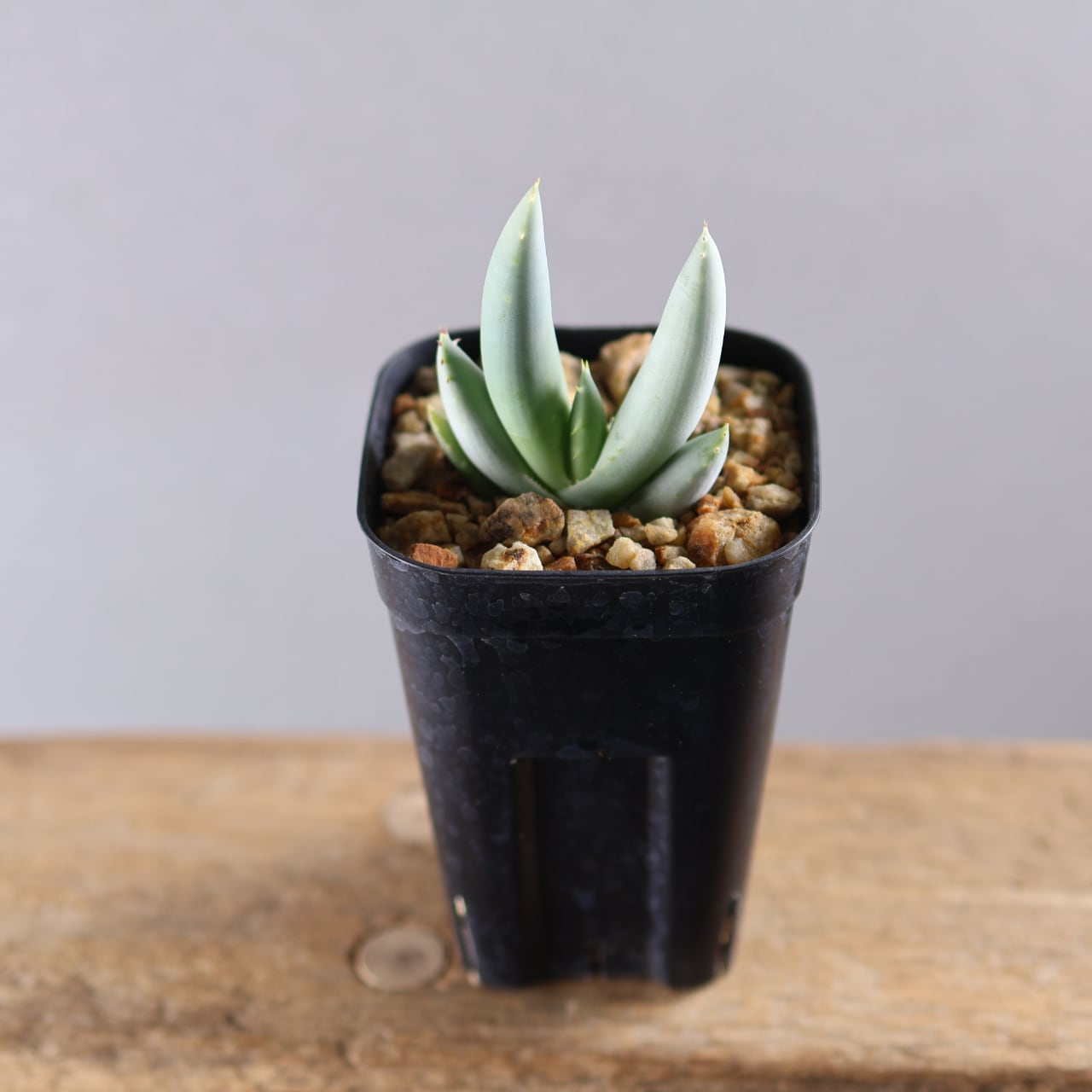 618『アロエ Aloe asperifolia A. Berger 1905.』観葉植物【送料無料