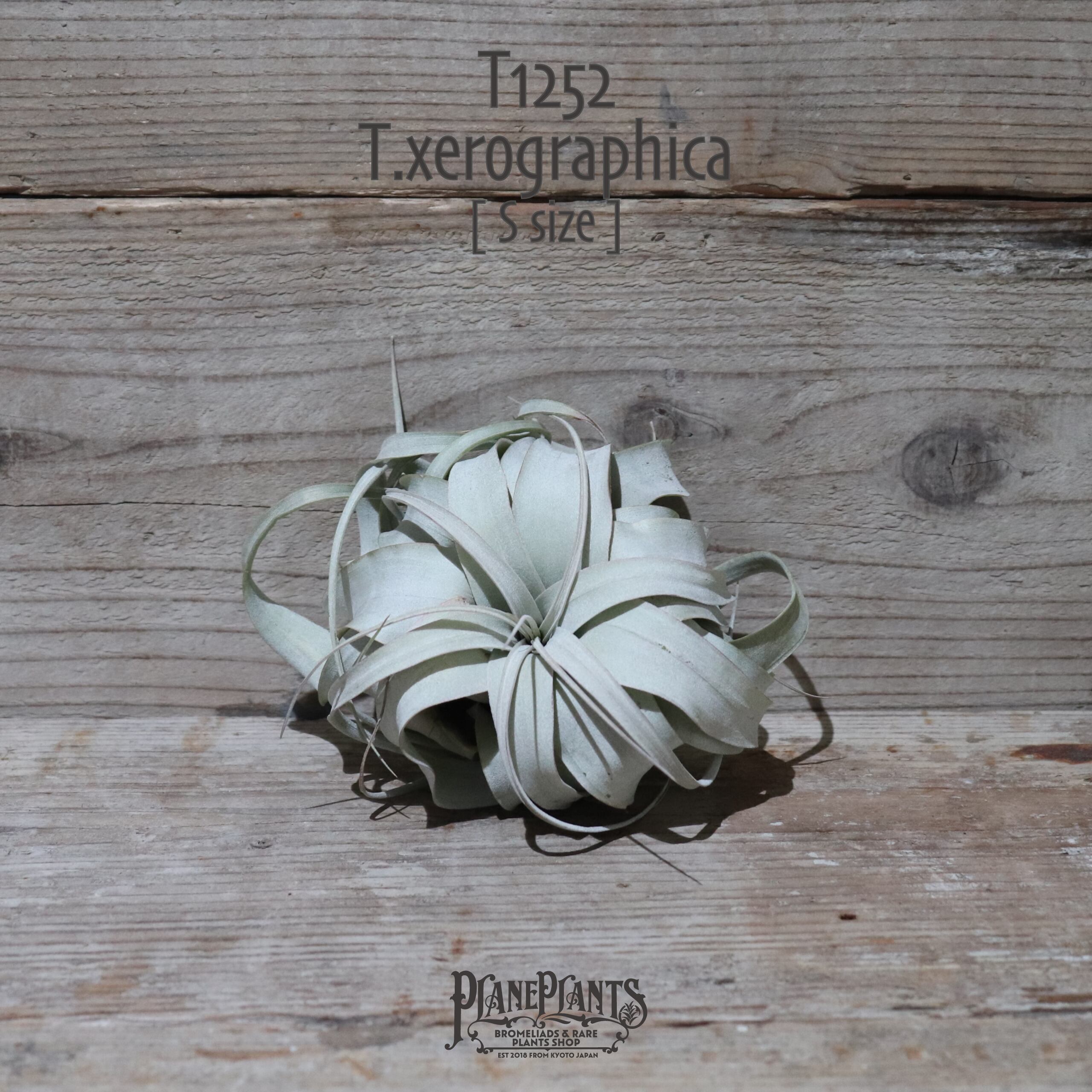 【送料無料】キセログラフィカ S 〔エアプランツ〕現品発送T1252