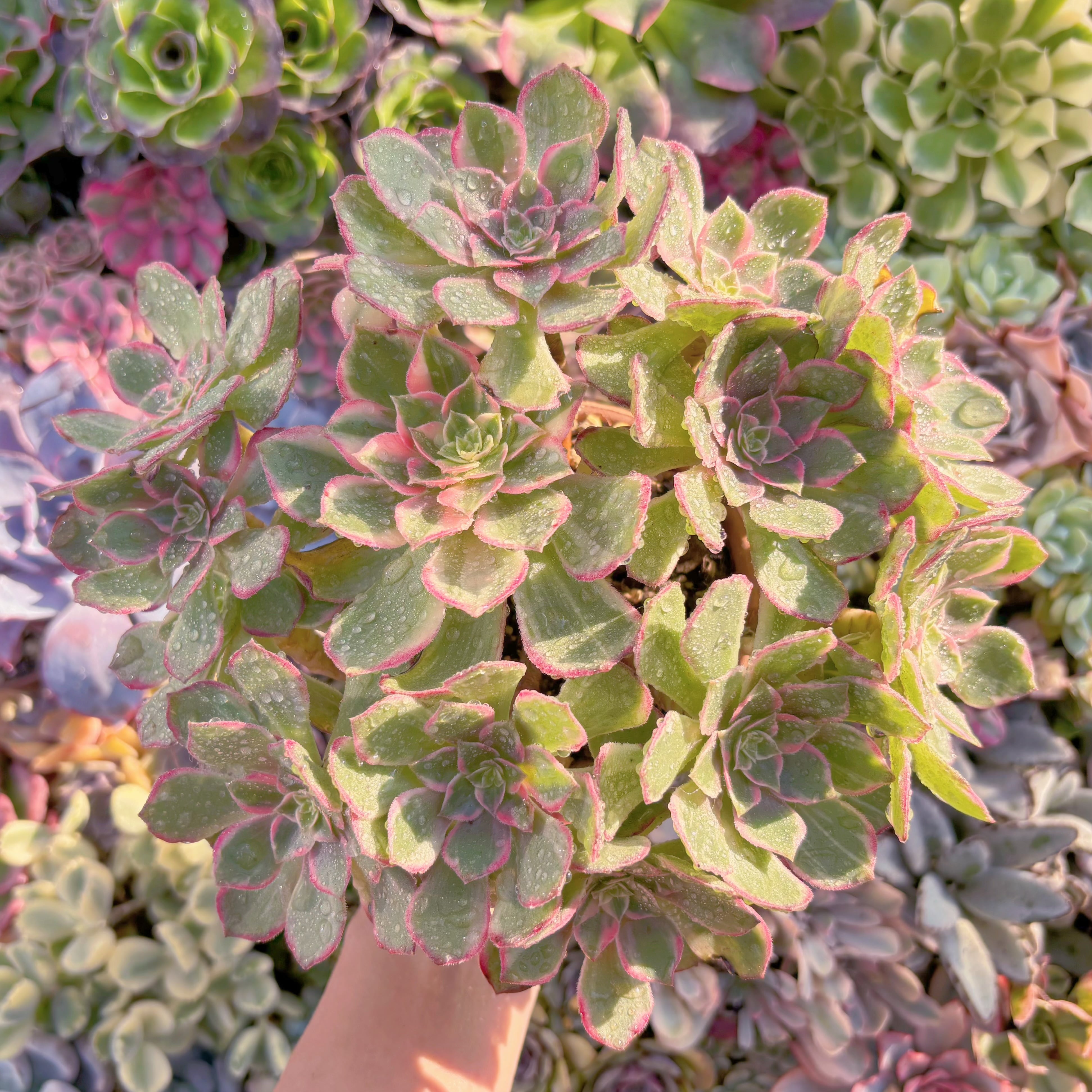 現品　新品種　万華鏡#A005　特大群生　在庫僅少　新入荷　るる農園