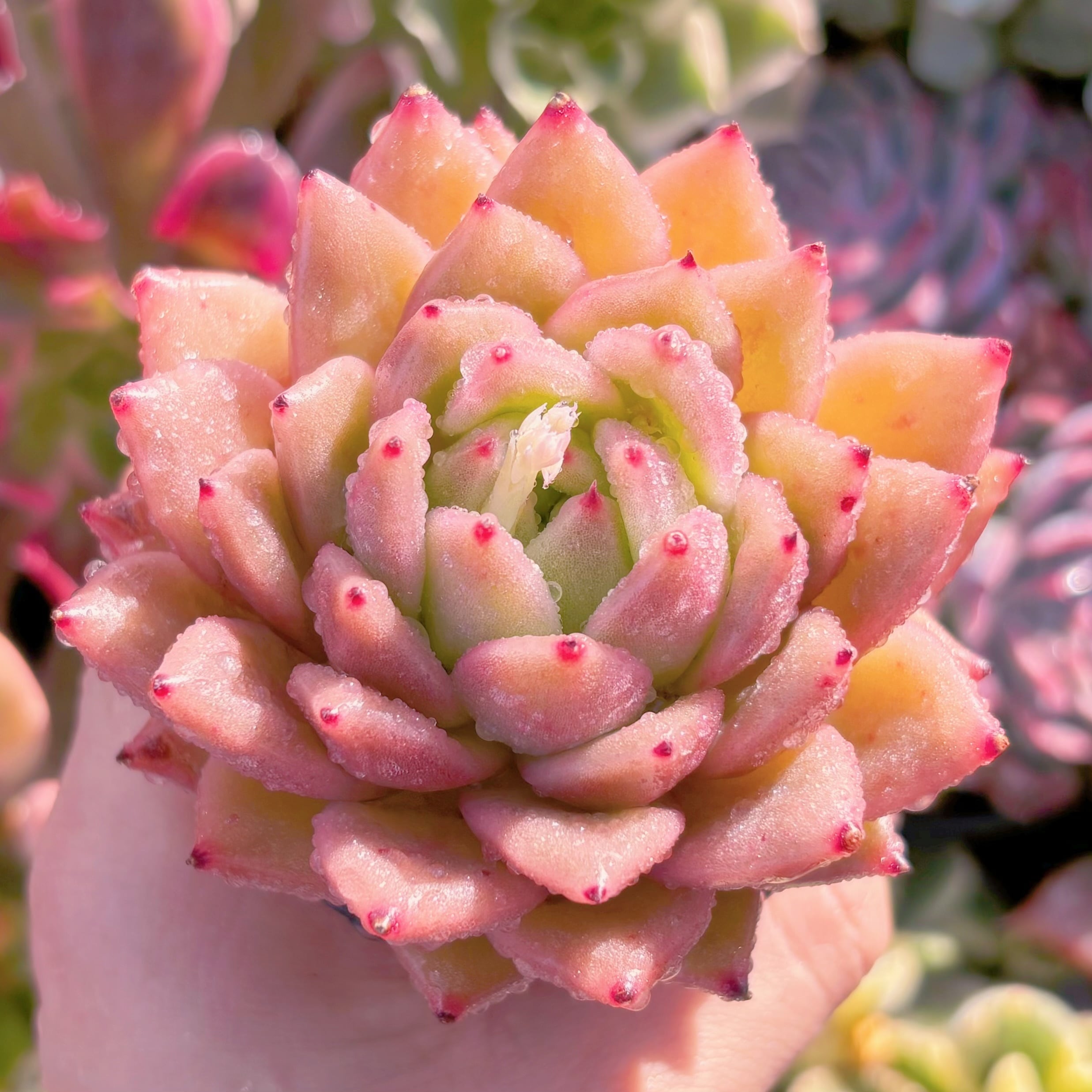 多肉植物　ゴールドバニー　新入荷　るる農園