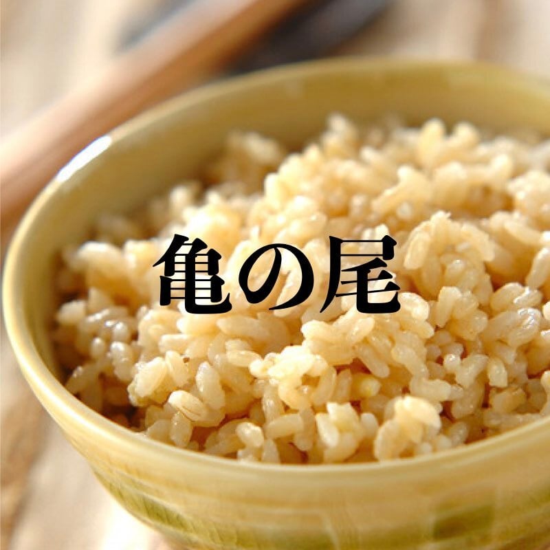 亀の尾、玄米5kg❣️R7年産、農薬なし 令和7年産】5kg レジェンド「亀の尾」玄米 自然栽培米（無農薬・無