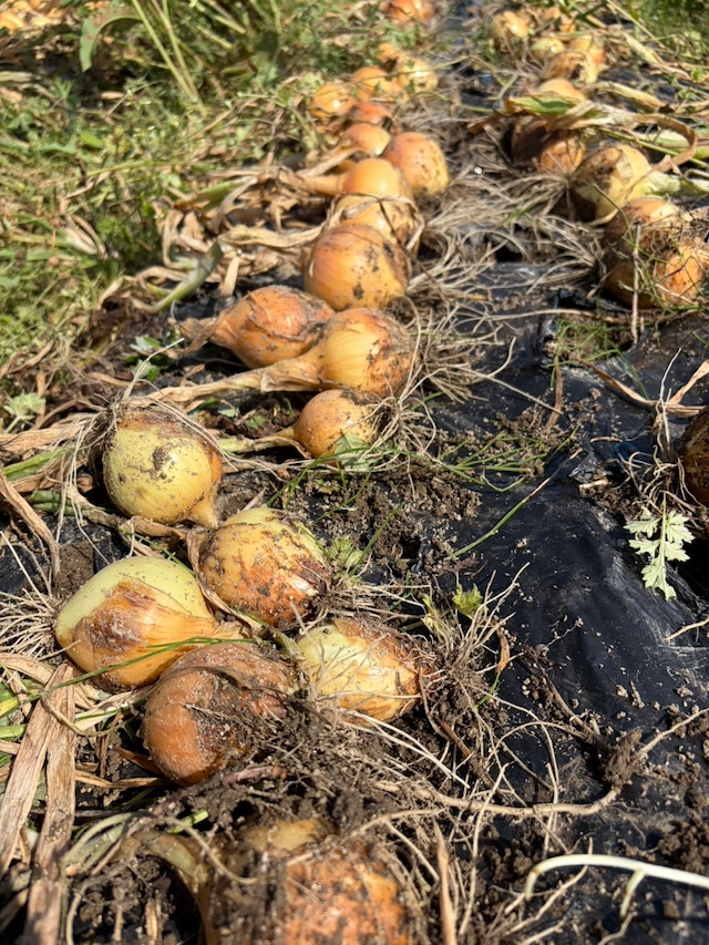 7月のお野菜もりもり御膳【無添加、無農薬米、有機・特別栽培野菜】